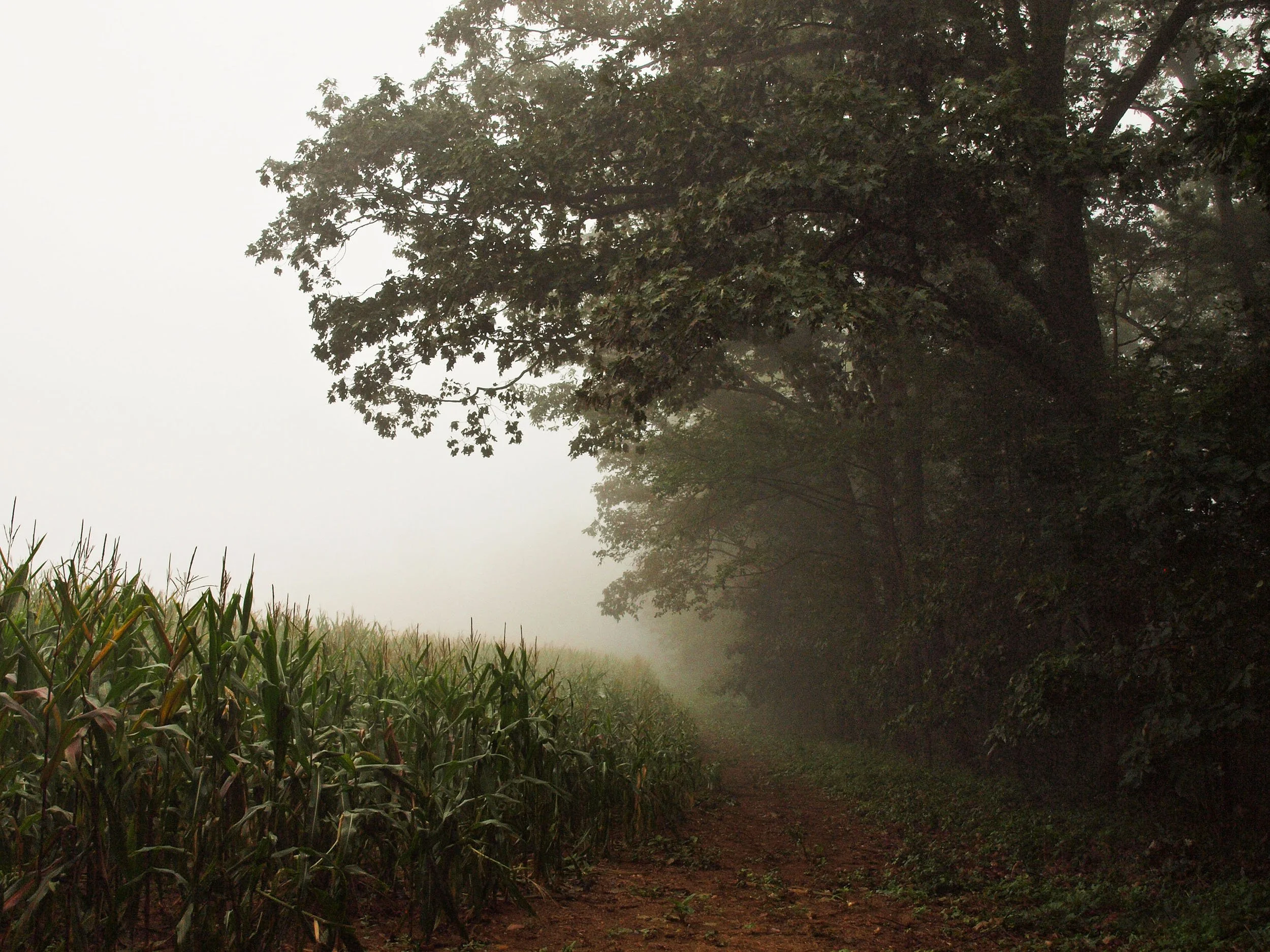 Tree Line & Corn