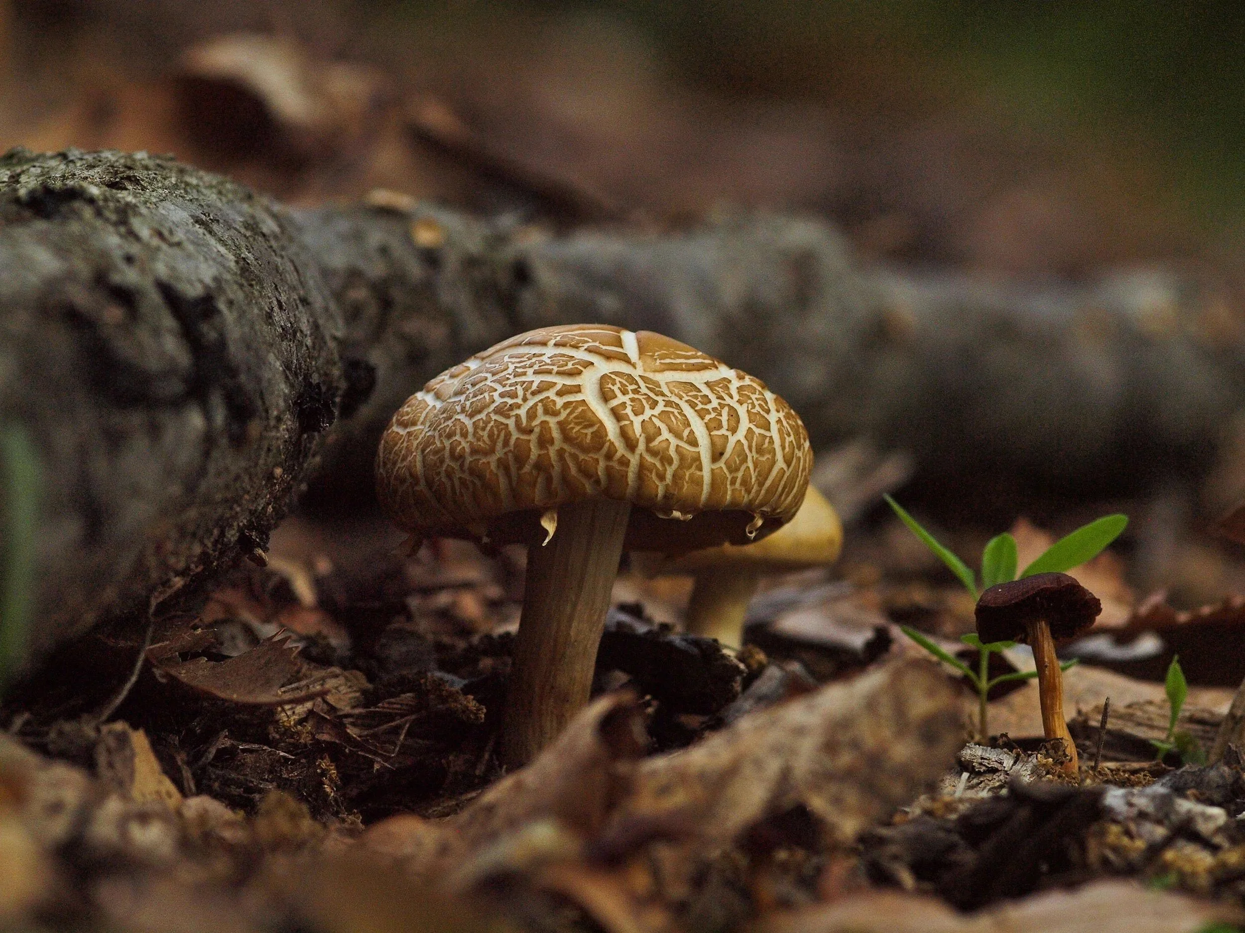 Mushroom & Wood