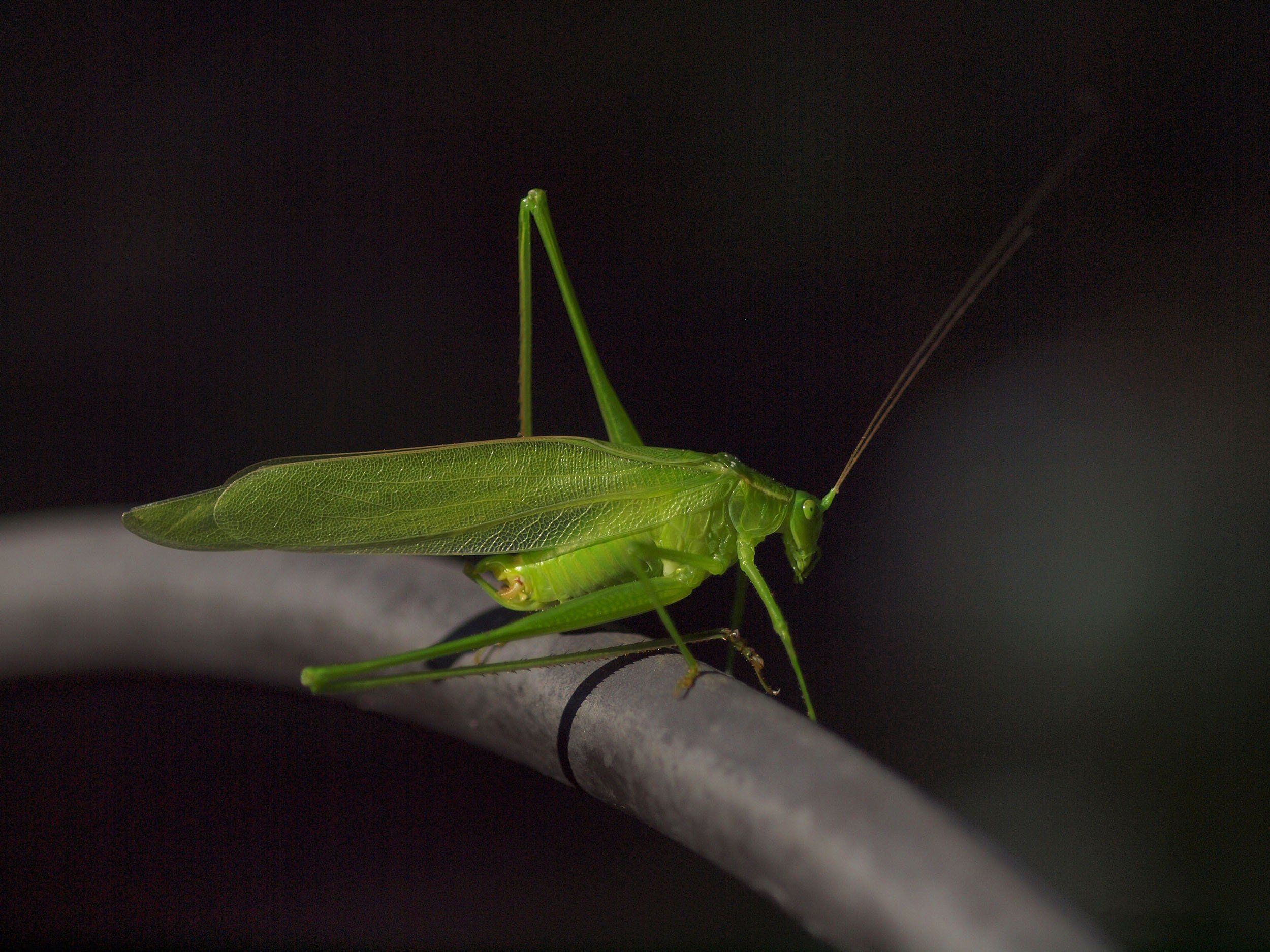 Katydid