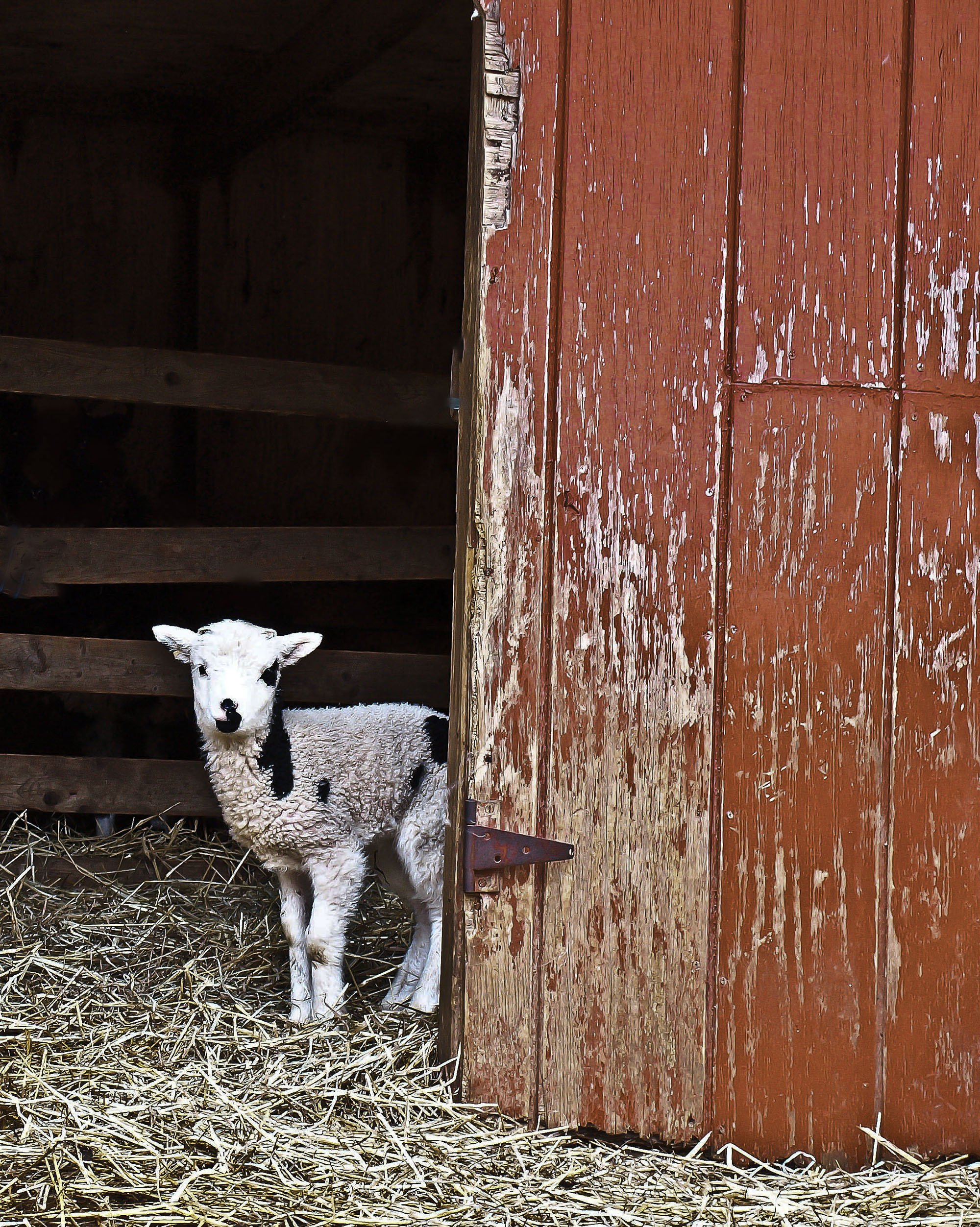 Lamb & Barn Door
