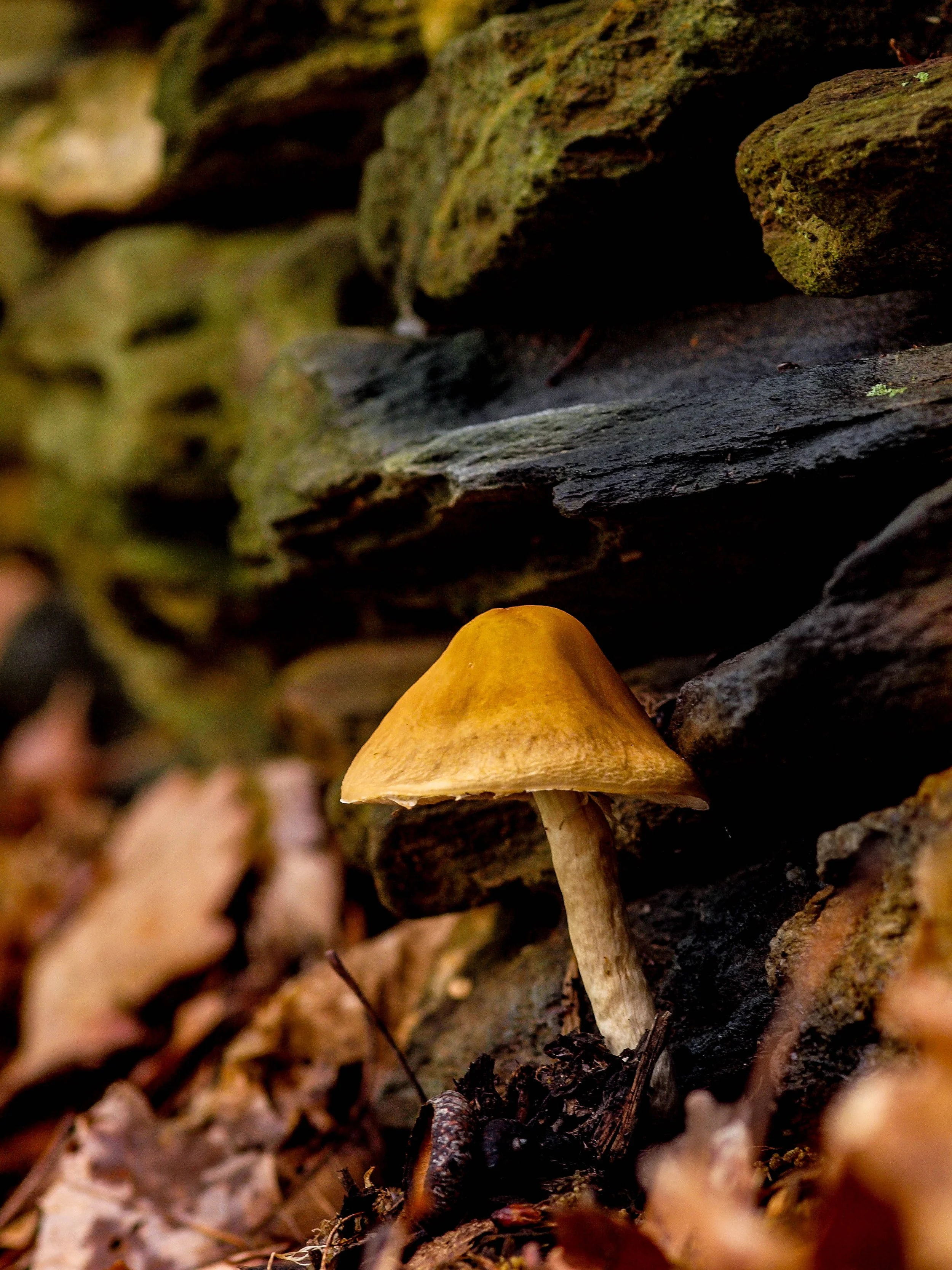 Mushroom and Stone