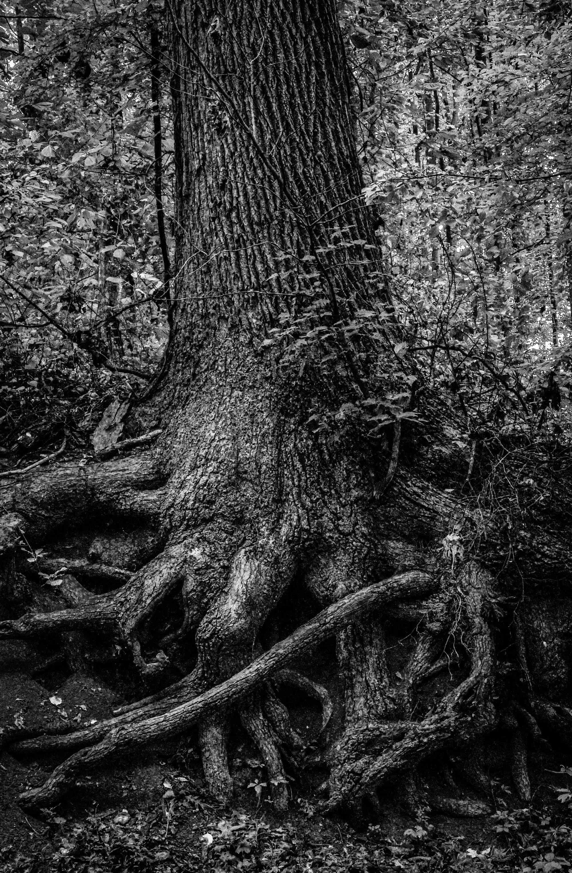 A large tree with extensive roots in a forest, in black and white.