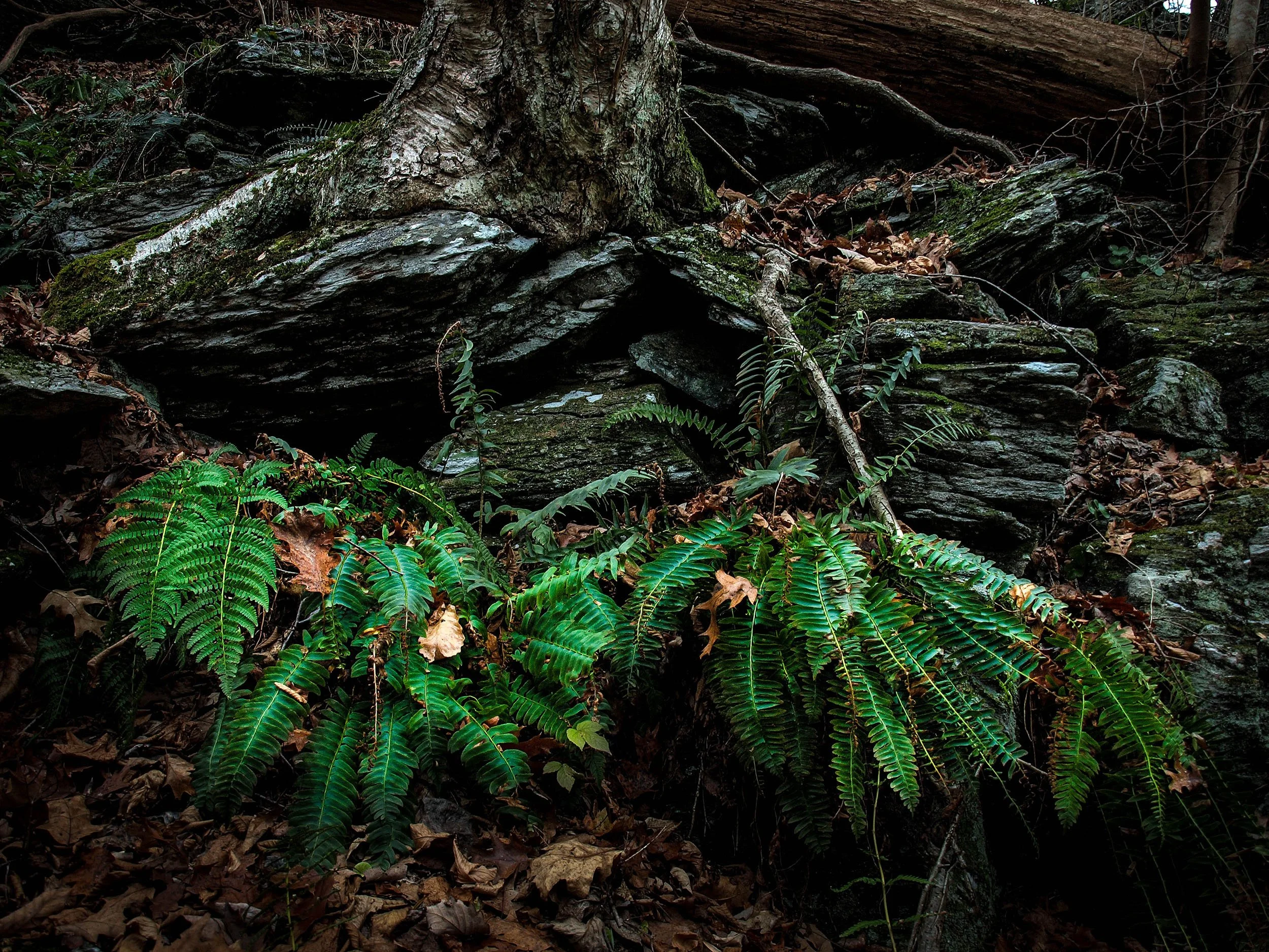 Winter Ferns