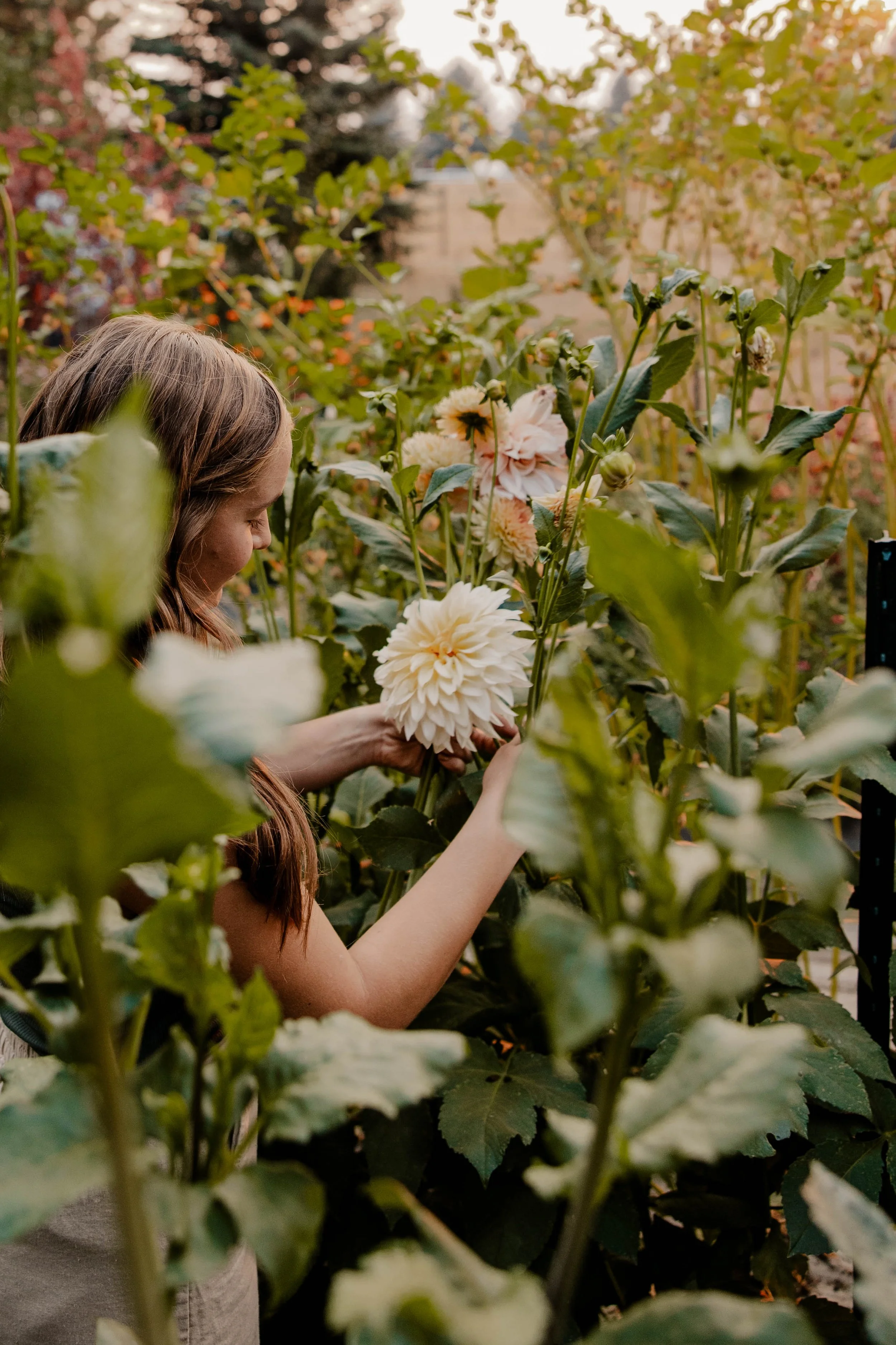 A young girl with long brown hair is tending to white and pale pink dahlias in a lush garden during daytime.