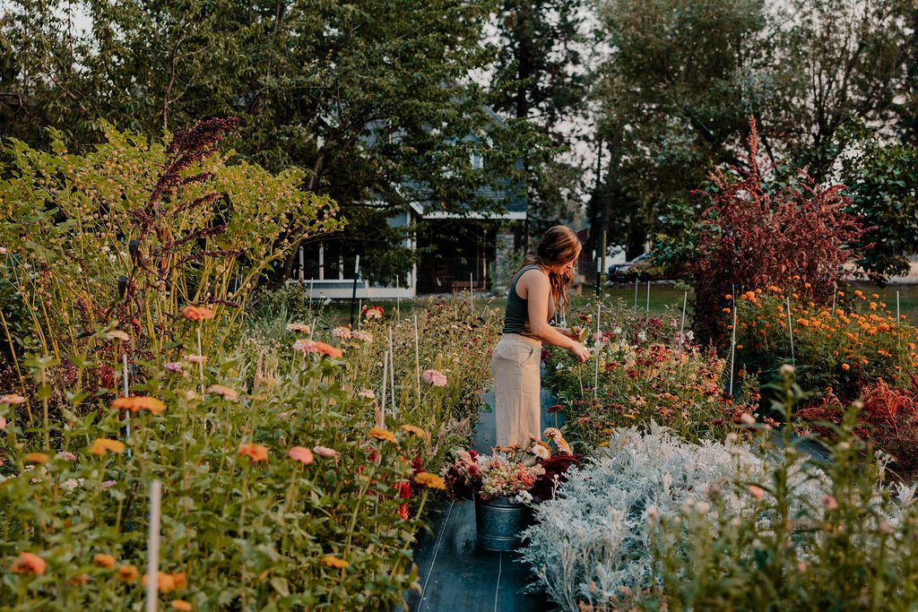 woman picking flowers in a color flower garden