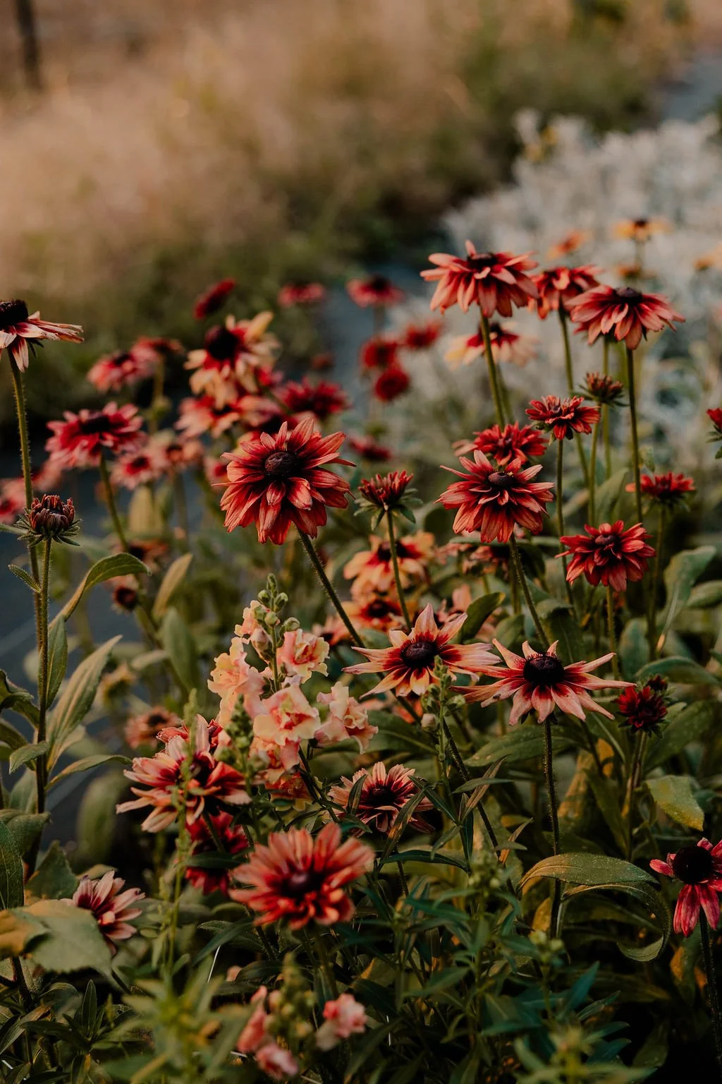 Close-up of red and pink flowers blooming in a garden during sunset.