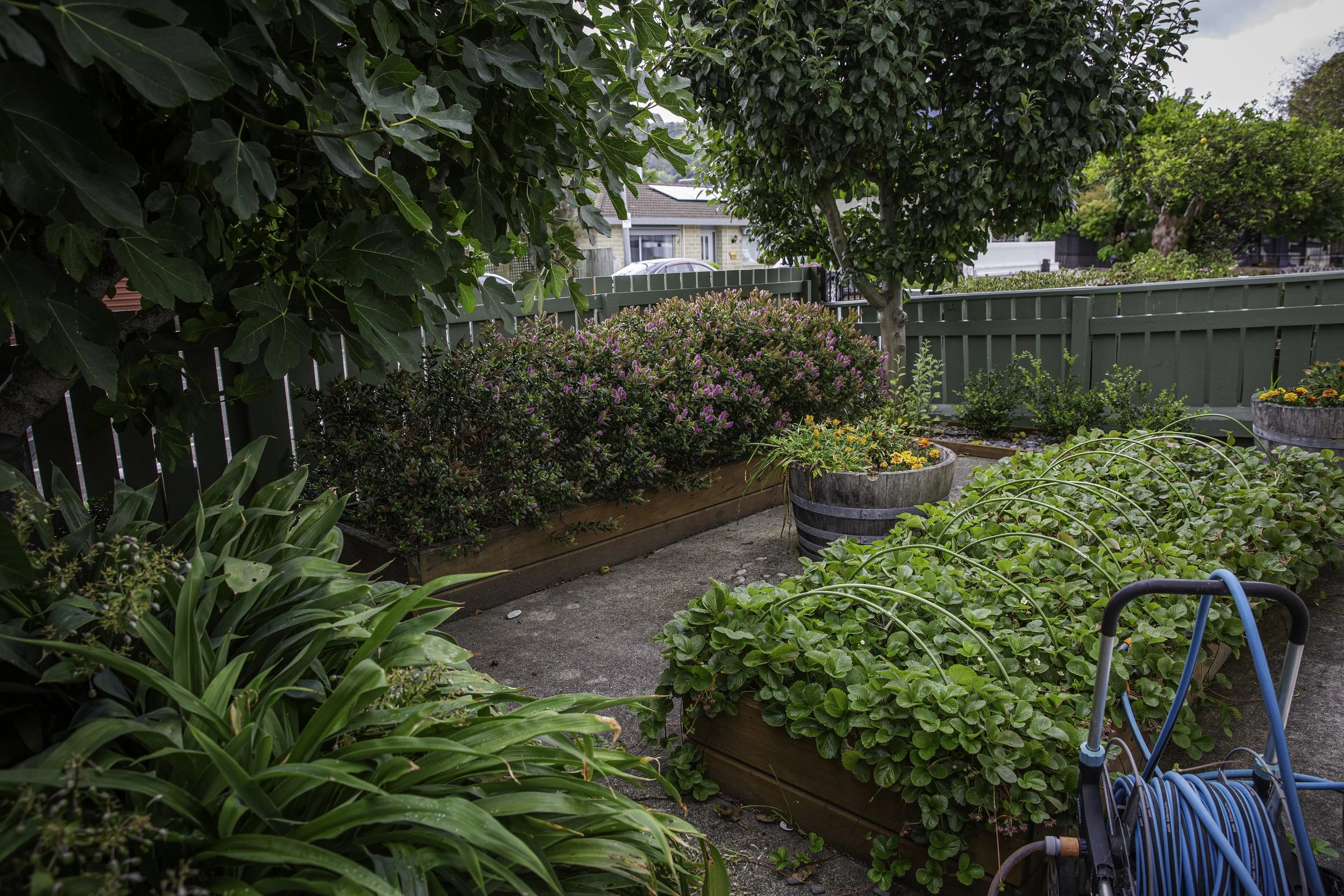 The front garden with lush green plants and colorful flowers in large wooden and ceramic pots, surrounded by a green wooden fence, with a garden hose on a cart.