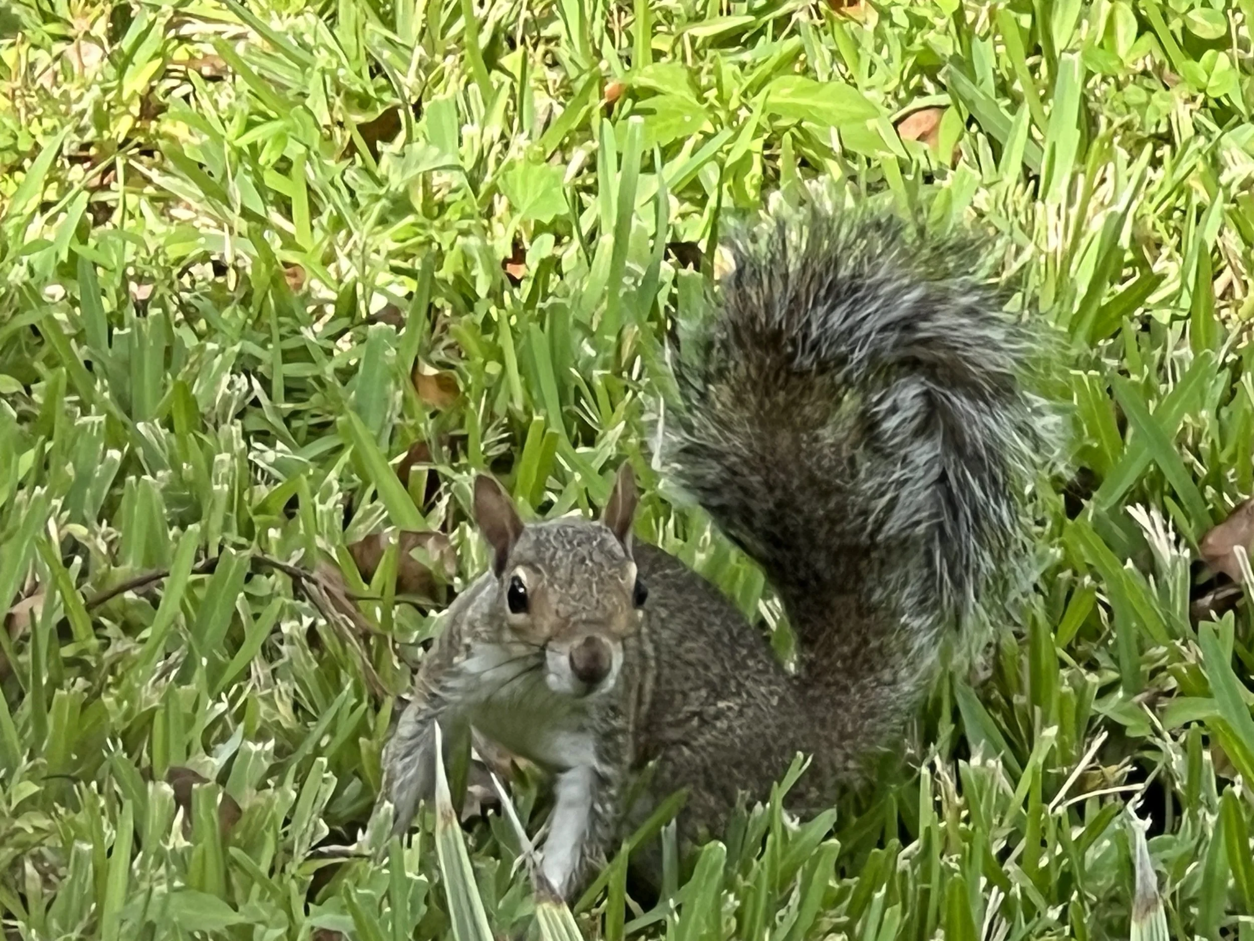 Squirrel