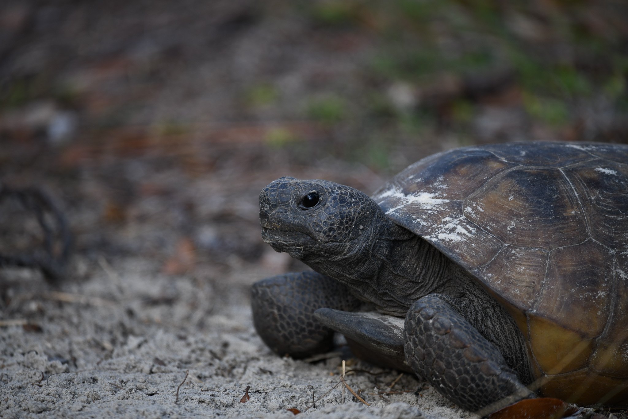 Gopher Tortoise