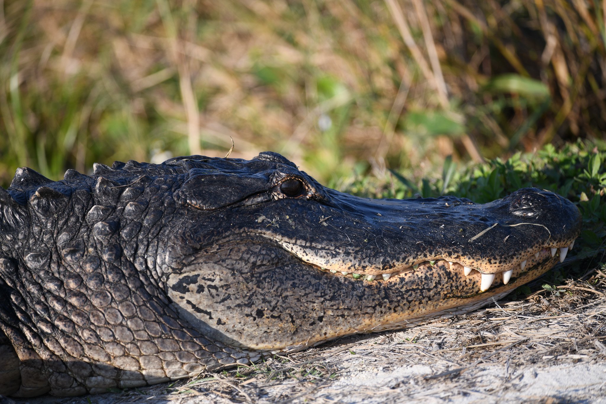 American Alligator