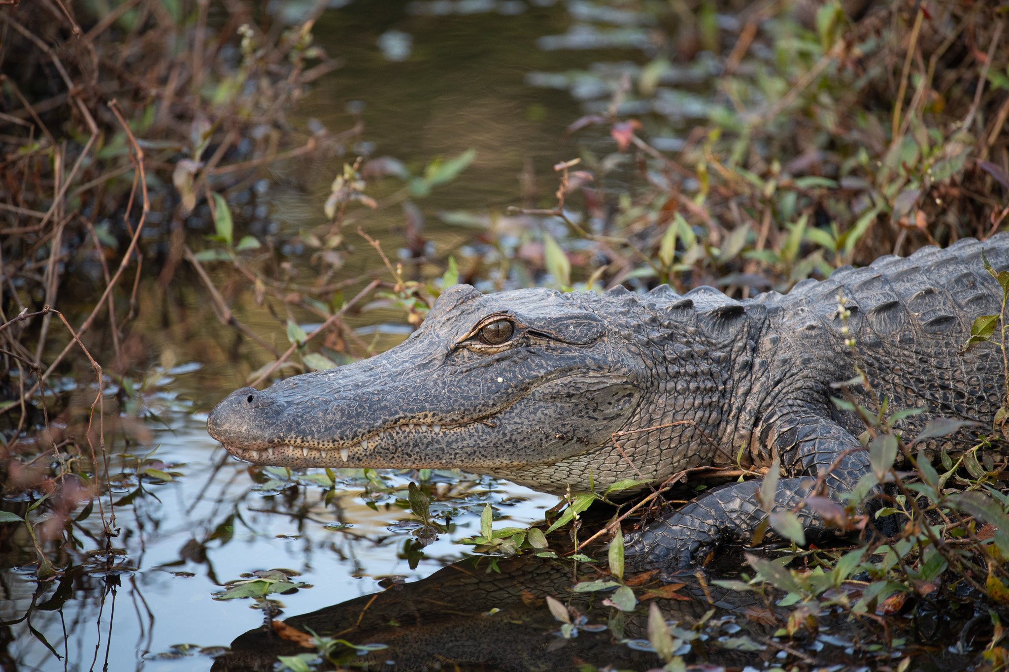 American Alligator