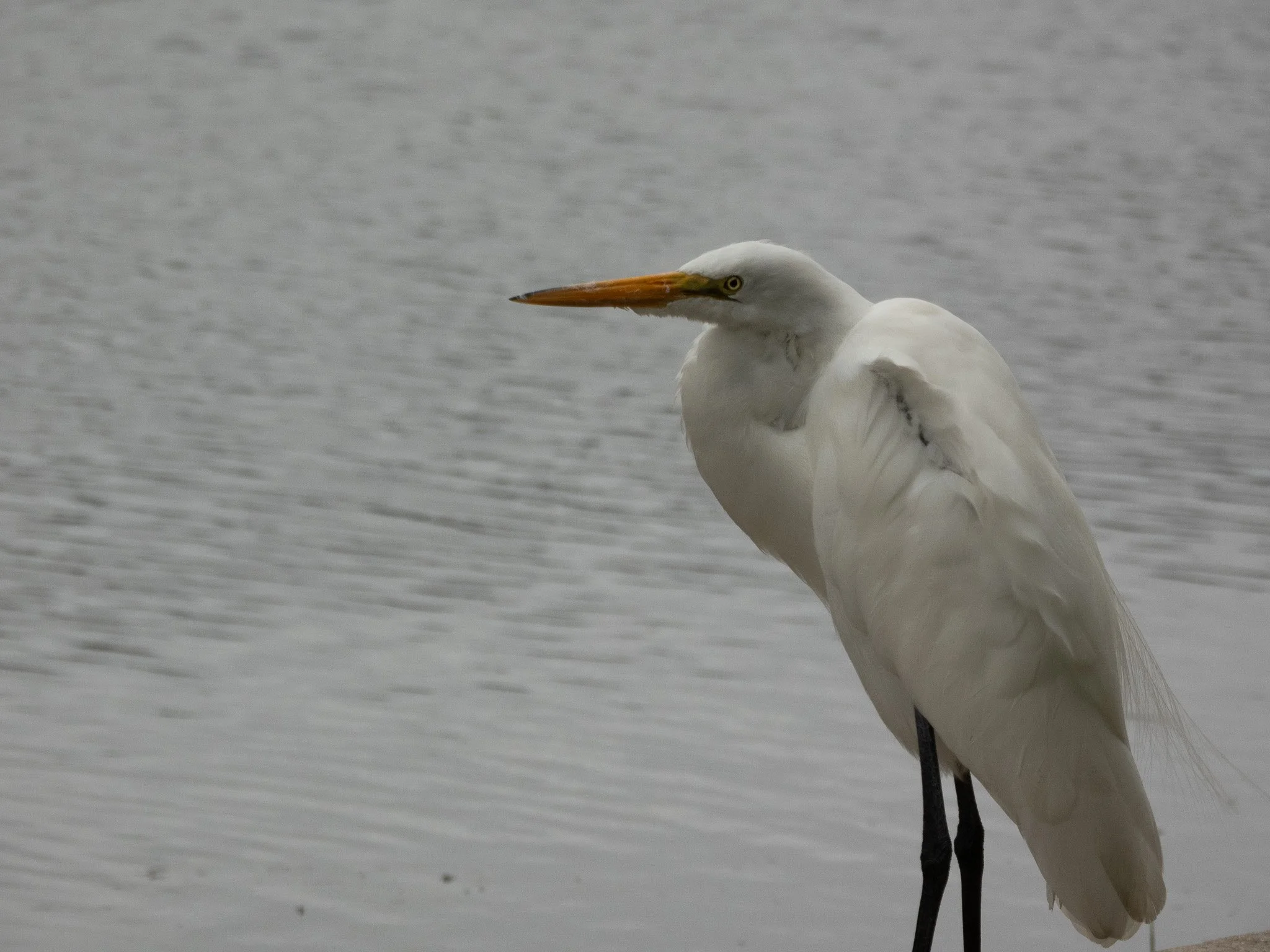 Great Egret