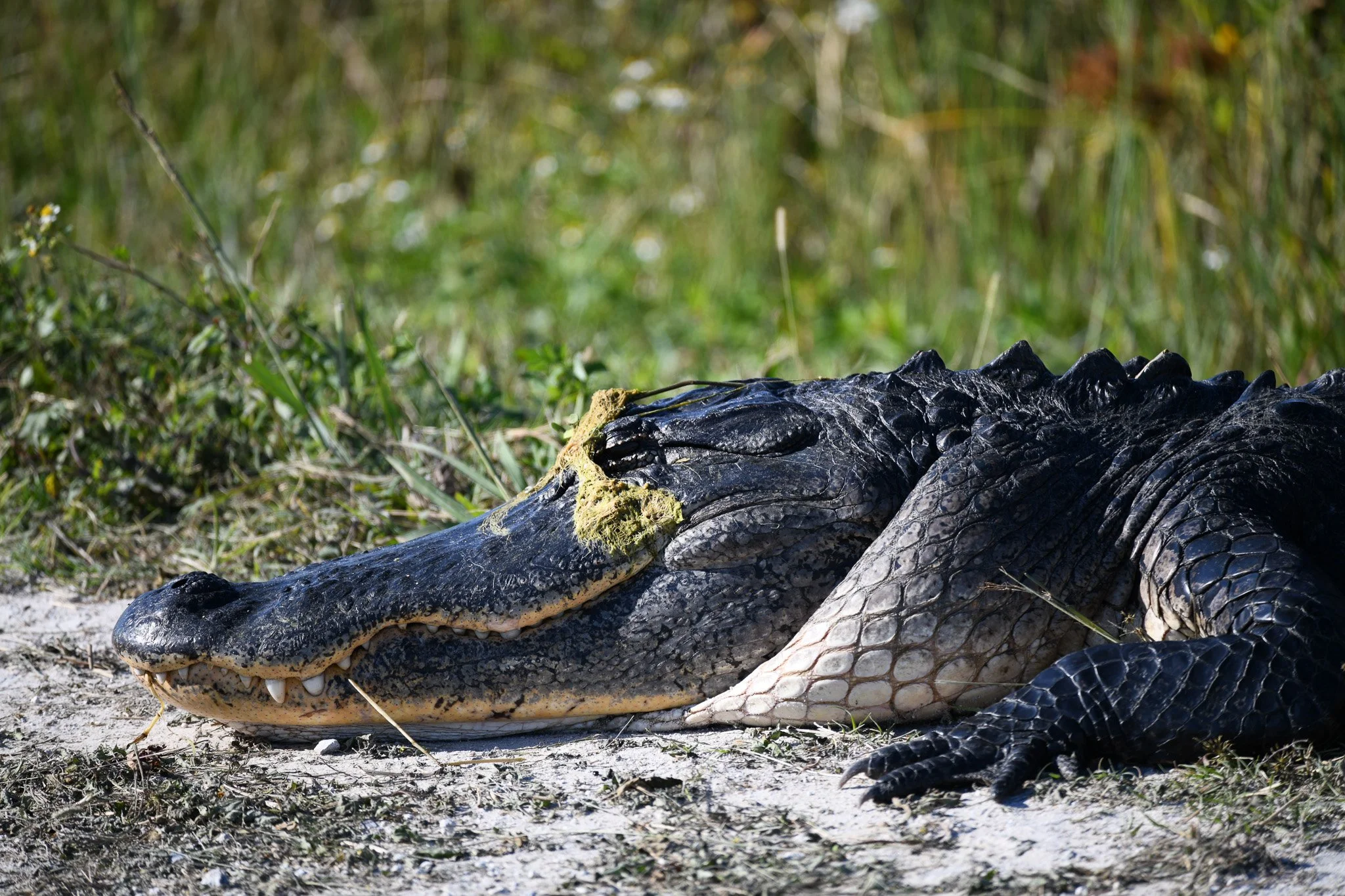 American Alligator
