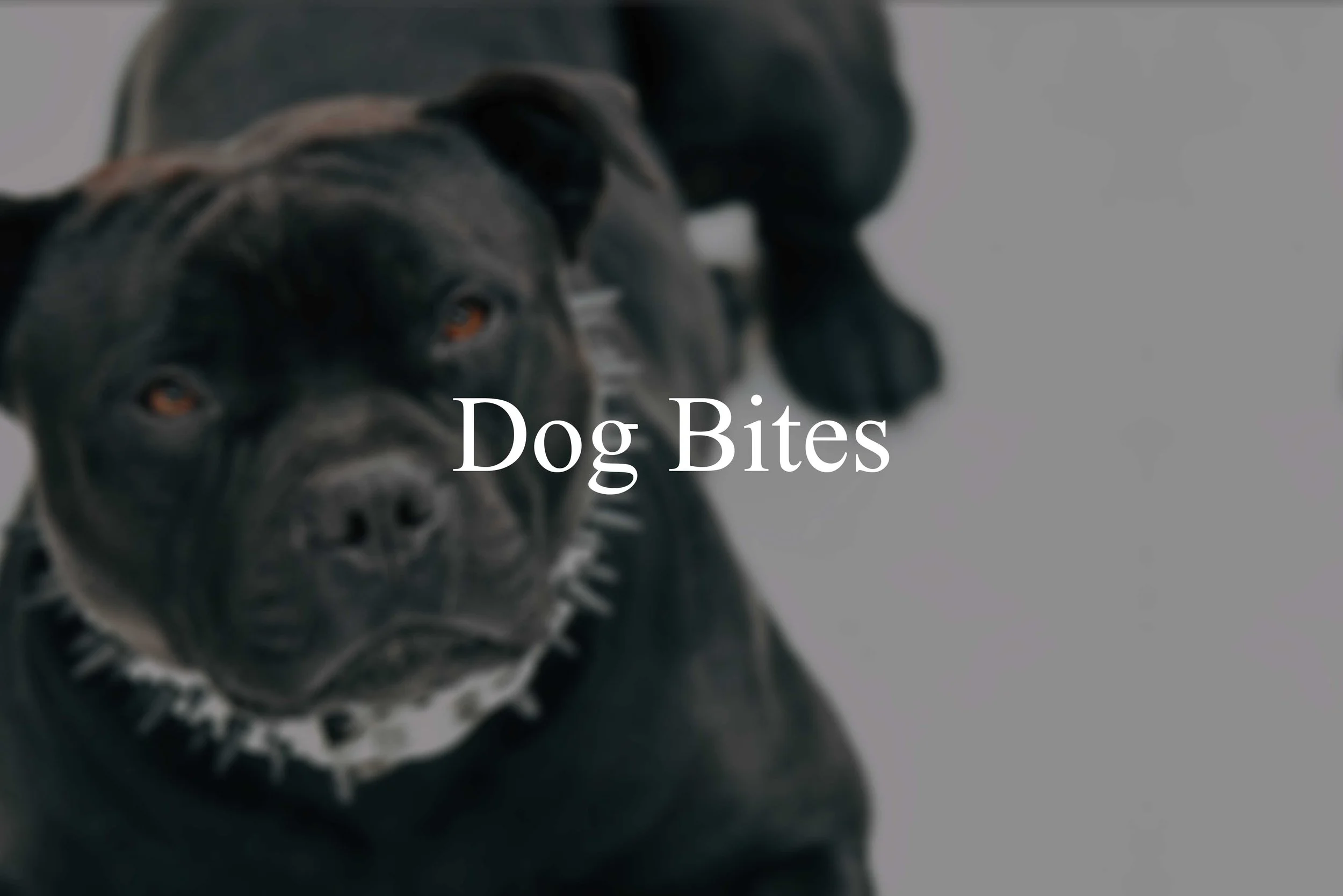 Legal-services-dog-bites-in-las-vegas