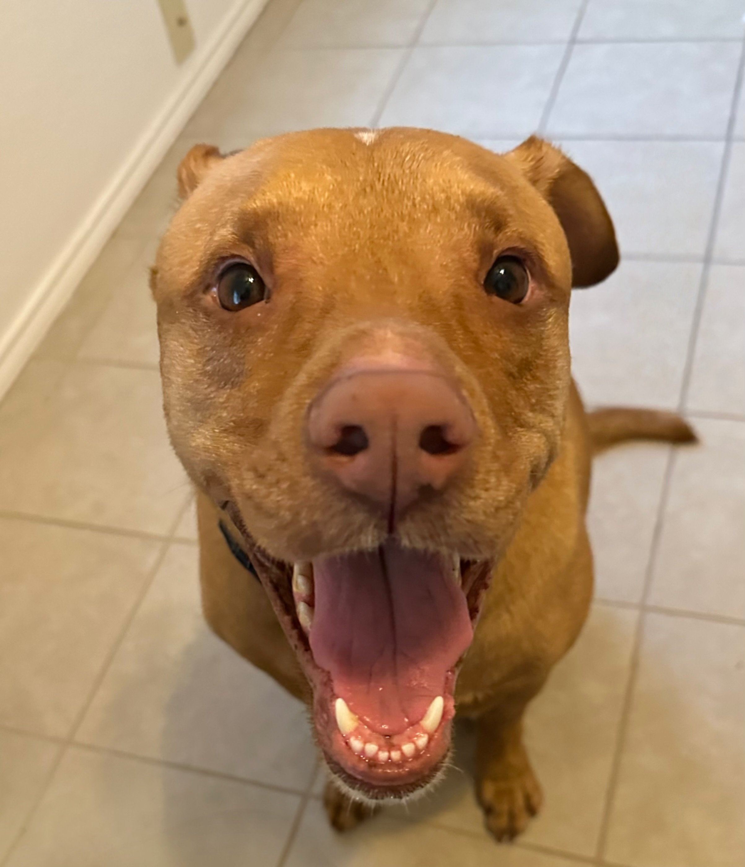 Paw-fection Package : Twice per Week