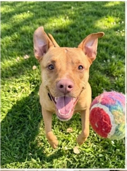Happy - Wags Package: Once per Week