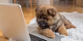 MISC. PERMITTING OR PLAN SERVICE