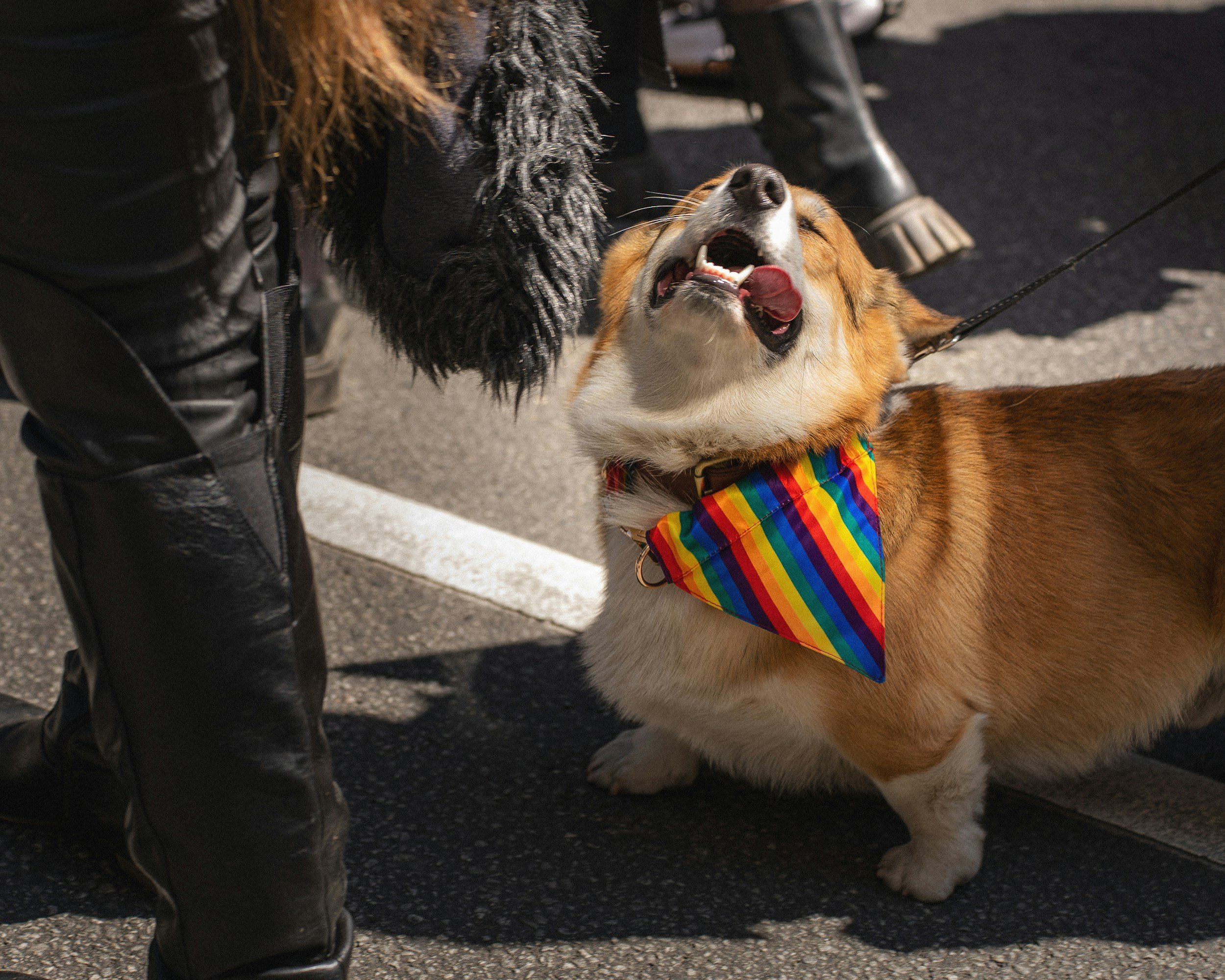 Pet Pride