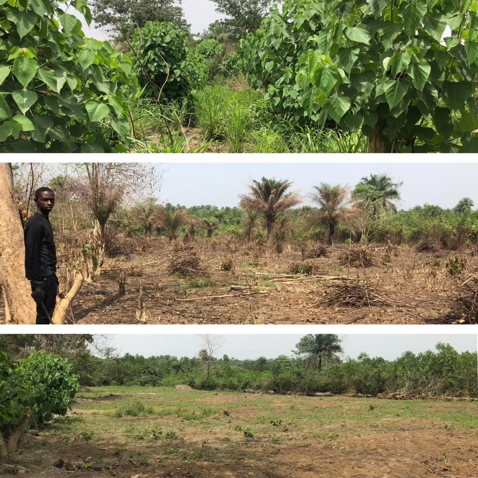 Growing the Grassroots farm in Sierra Leone being cleared