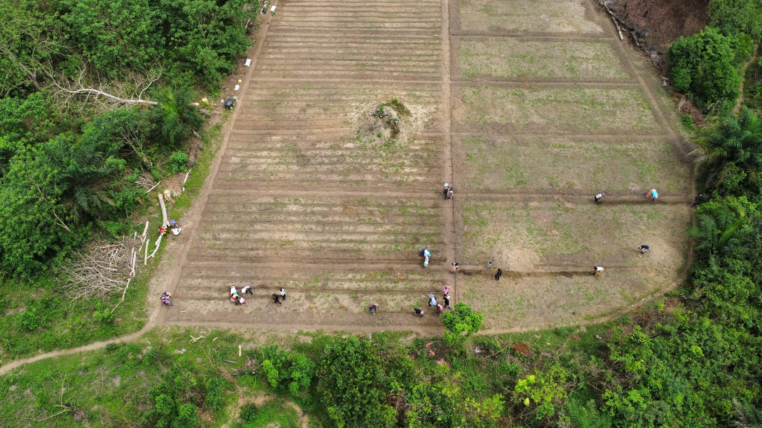 Women planting crops in Sierra Leone on Growing the Grassroots land
