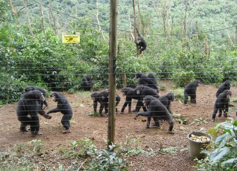 larger enclosure.jpg