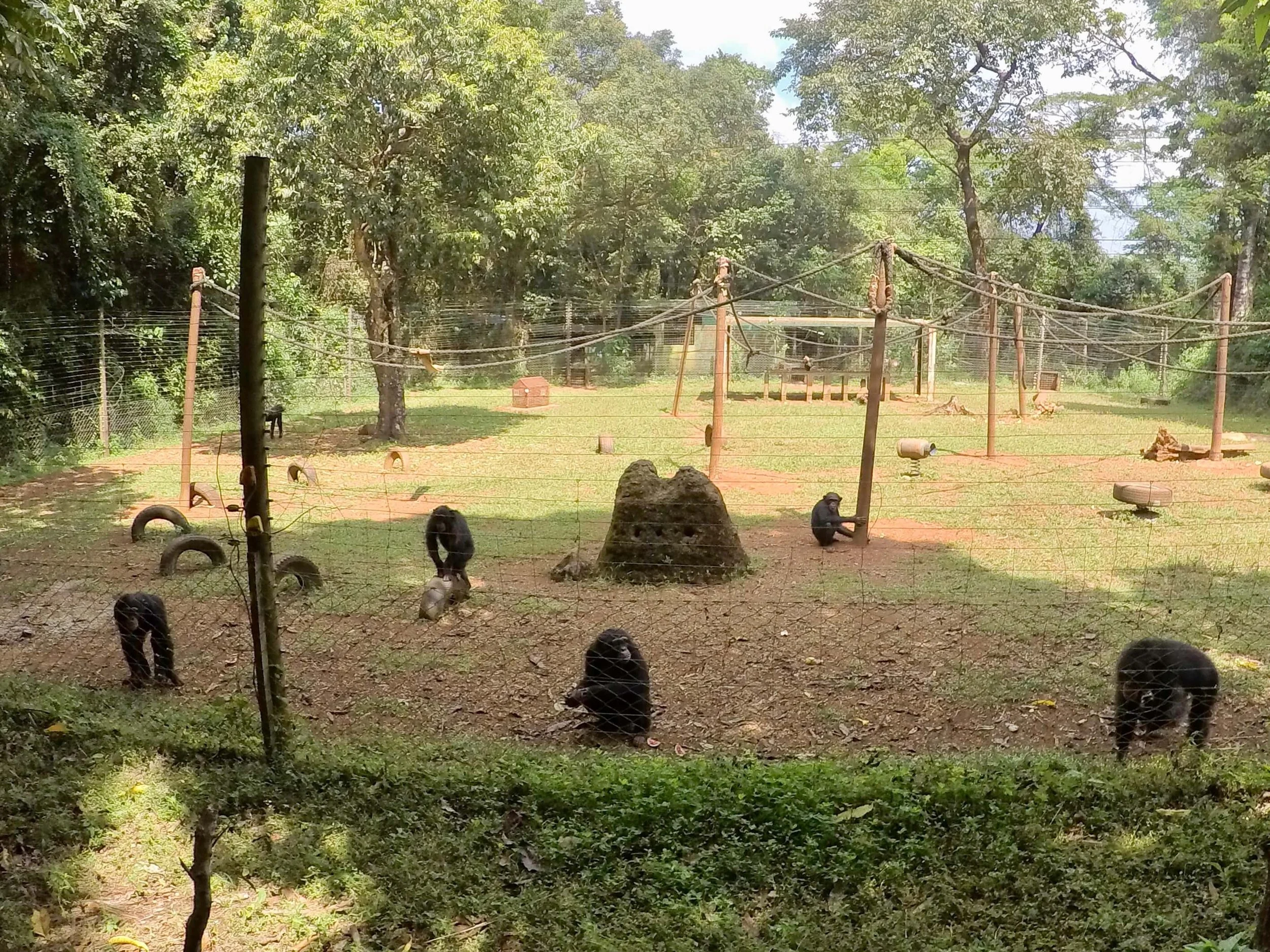 infant chimps.jpg