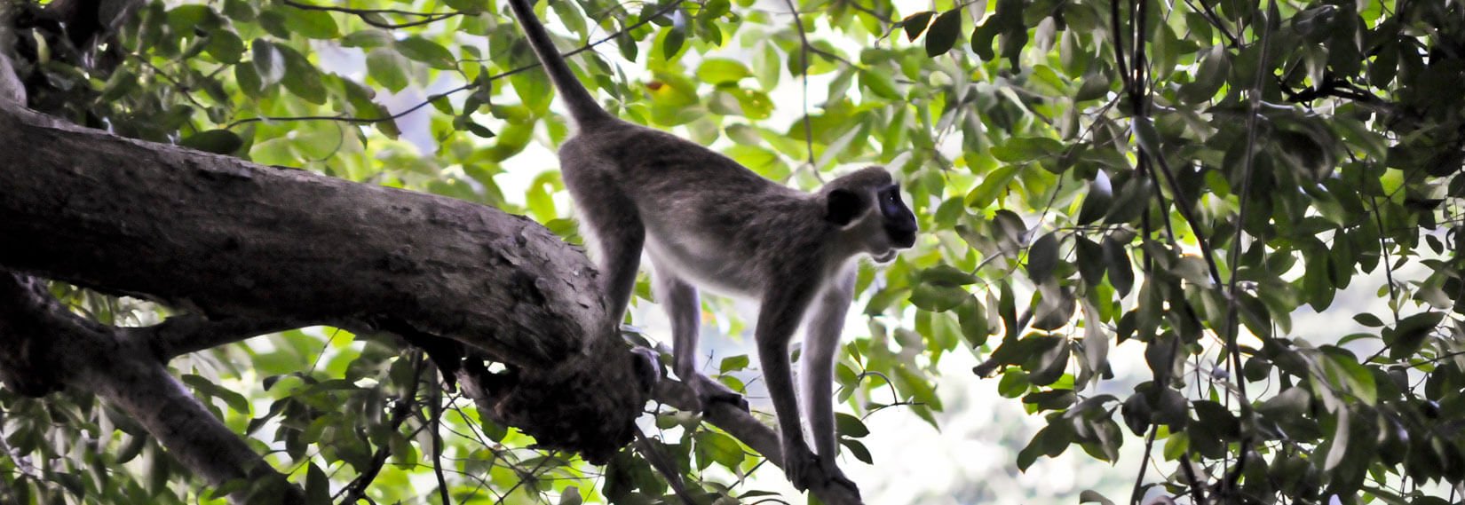 Monkey again (1).jpg