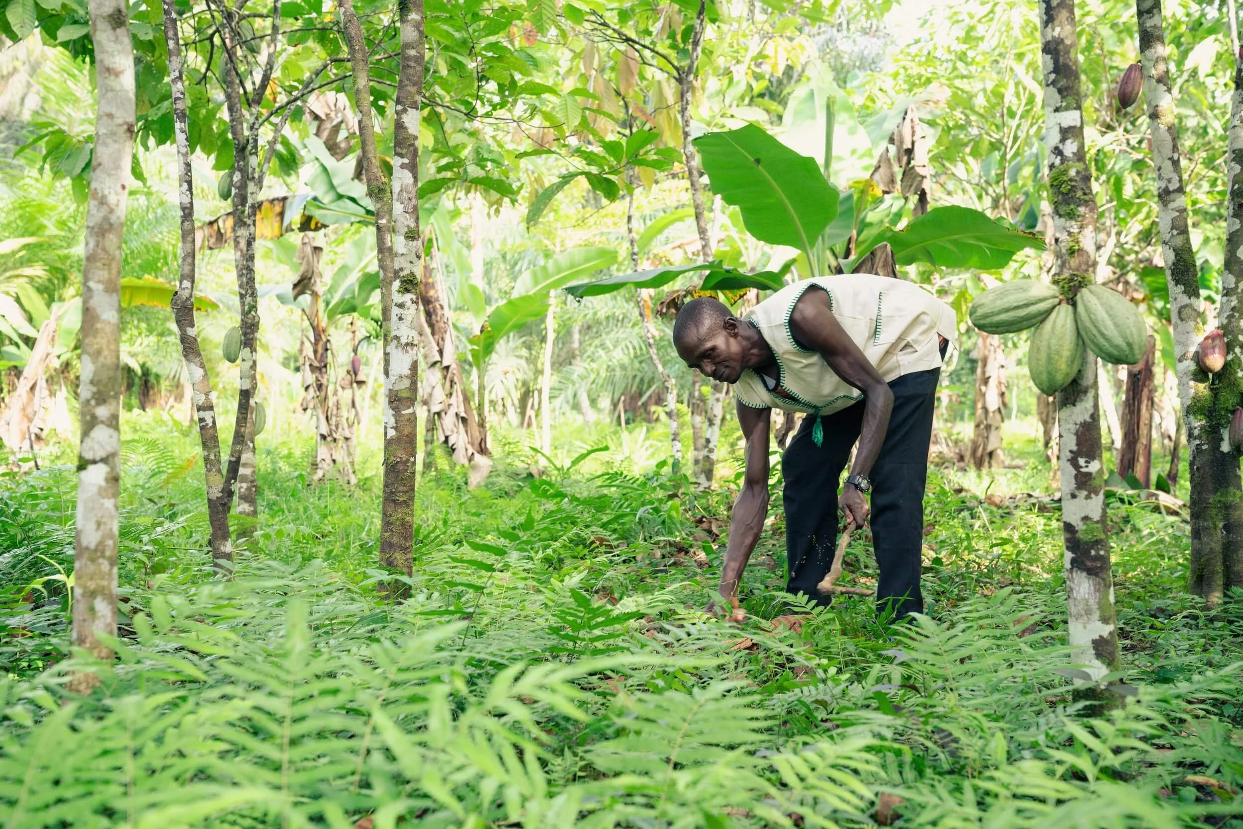 Farmer in Gola Rainforest (1).jpg