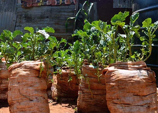 Burlap bags with vegetables plants growing