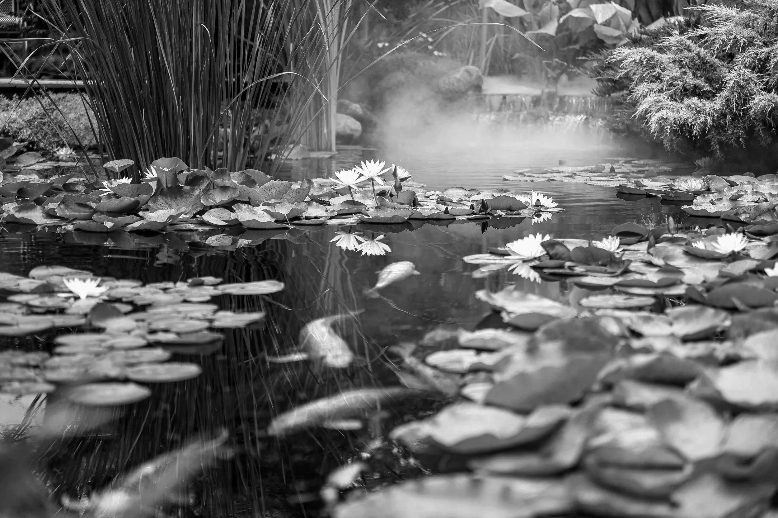 Base Pond Care Services