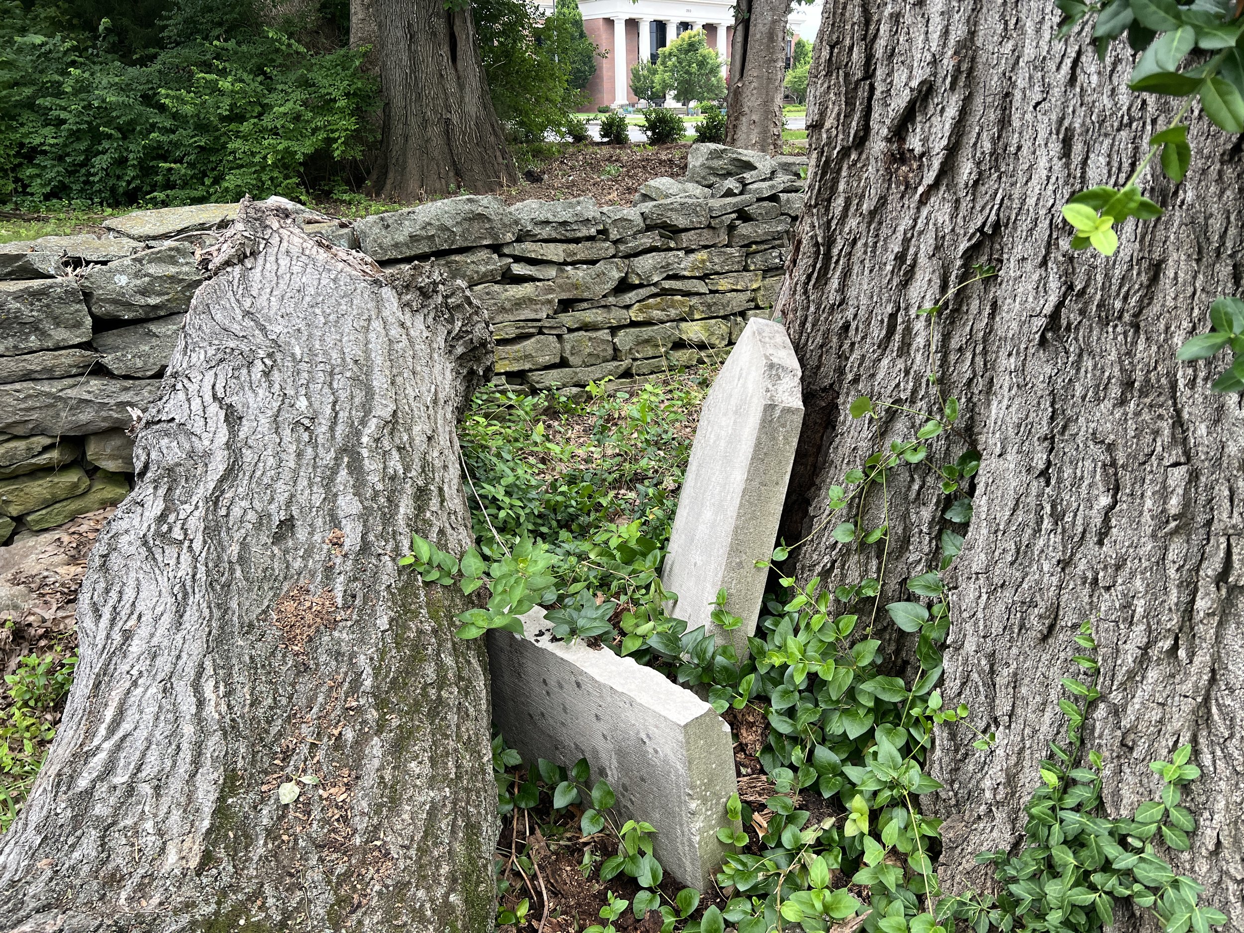 Two trees with thick, textured bark and a stone wall in the background, with a fallen tree trunk and a leaning headstone surrounded by green ivy and bushes.