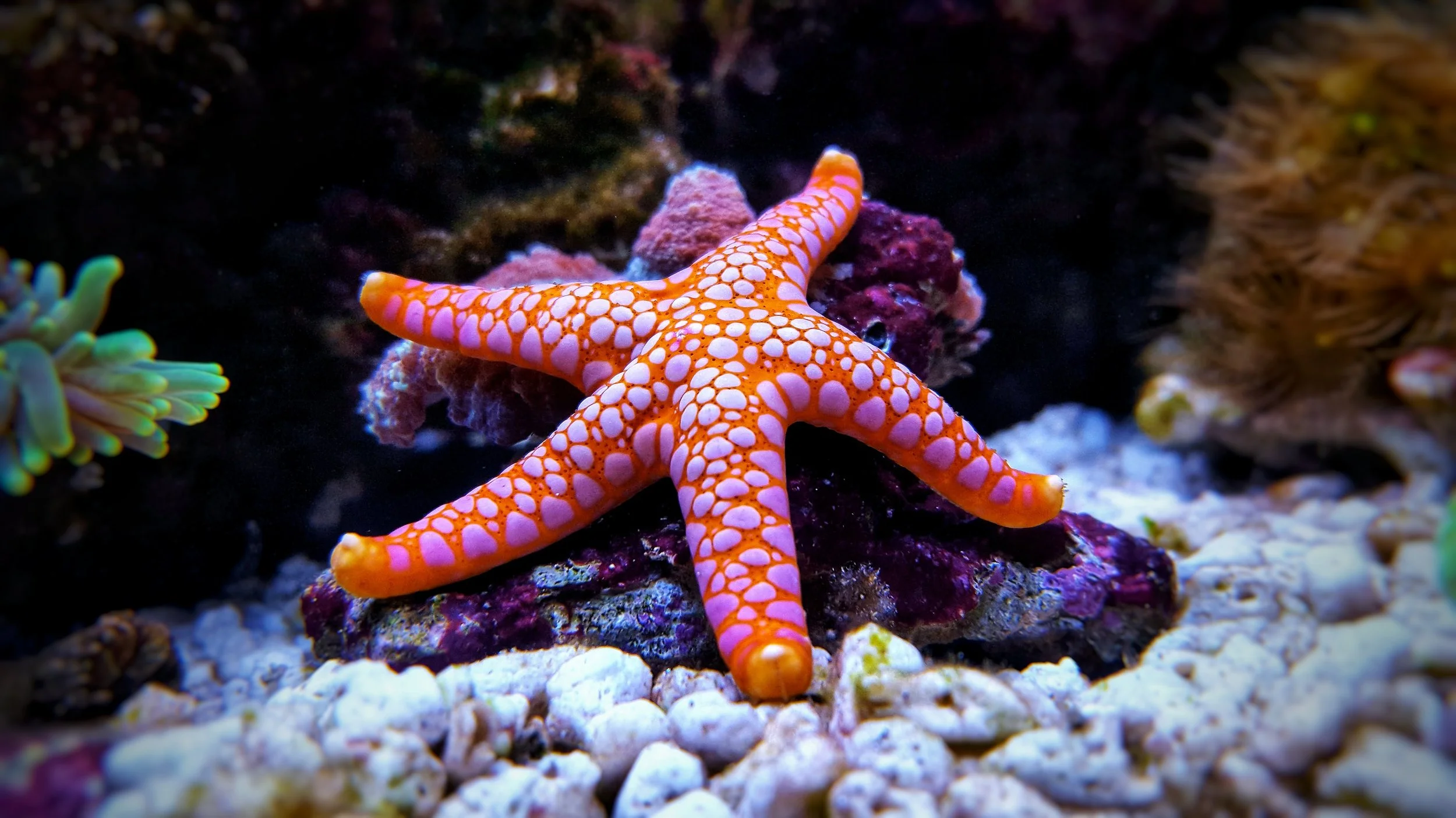 A colorful starfish with orange and purple patterns on a rocky coral reef.