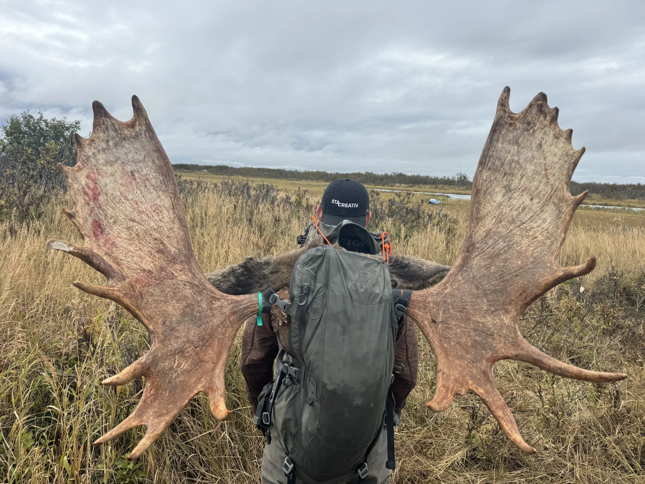A man with a backpack and a cap stands in a grassy field. His back faces the camera, and large moose antlers are draped over his shoulders. The landscape is open with low vegetation and a cloudy sky.