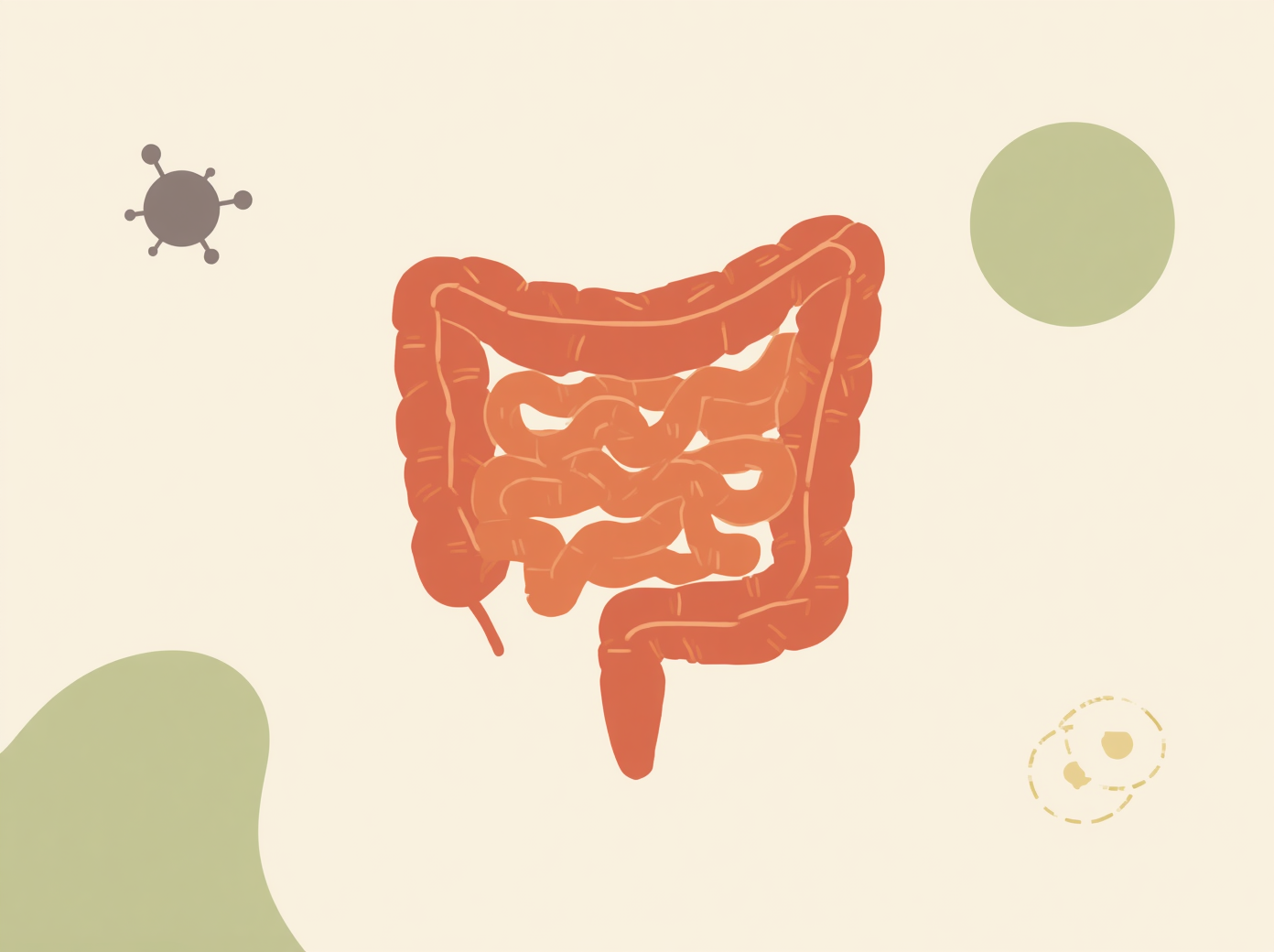 SIBO Explained: Small Intestinal Bacterial Overgrowth, Its Symptoms, and Why It Keeps Coming Back