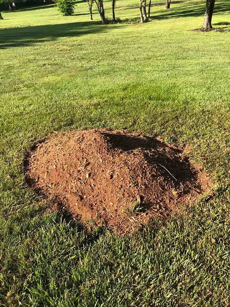 The typical appearance after having a stump ground. Wood chips mounded where a stump used to be.