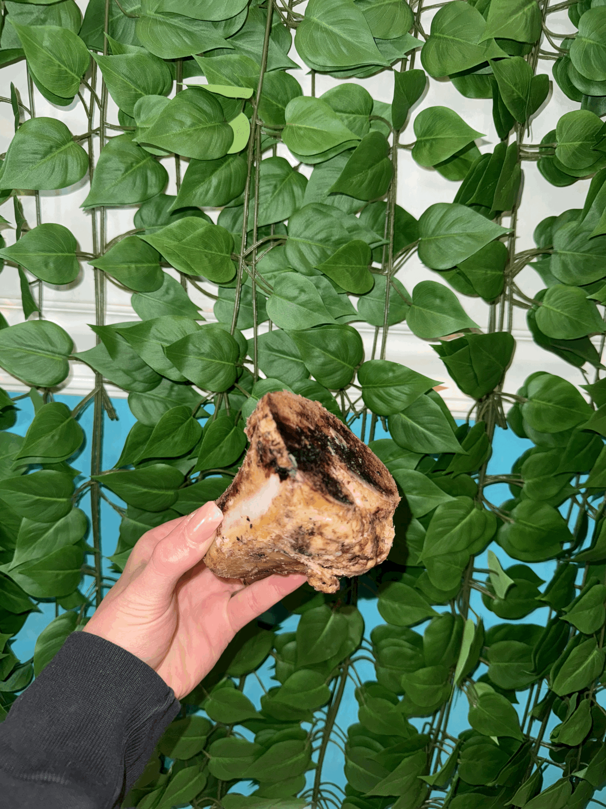 Beef Femur Center Cut Bone