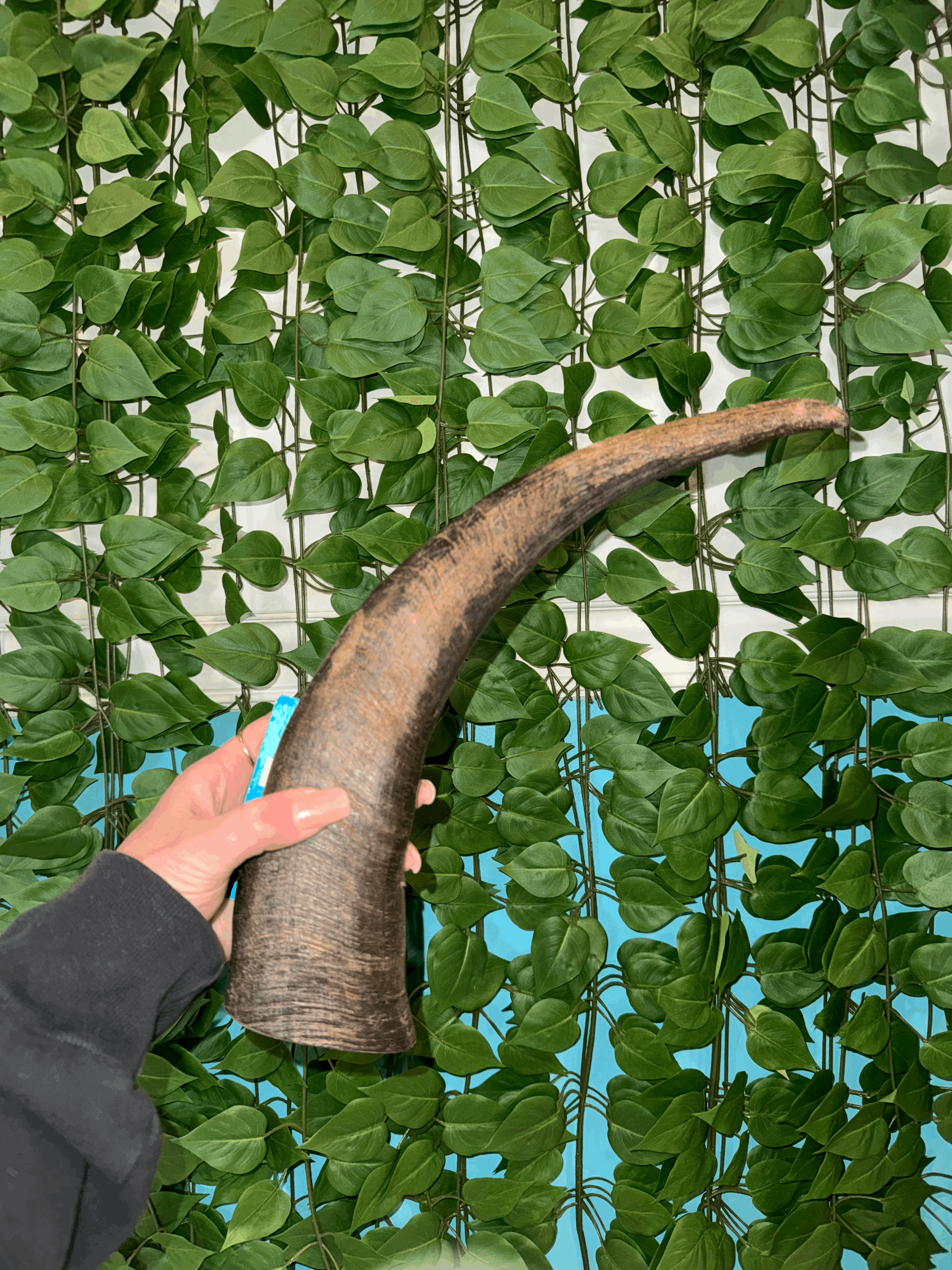 Water Buffalo Horn