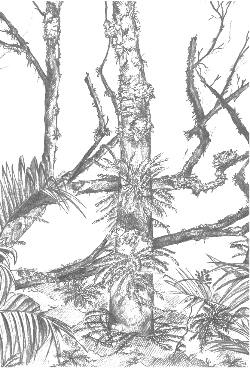 A detailed black-and-white drawing of a tree with multiple branches and some ferns at the base, depicting a natural forest scene.