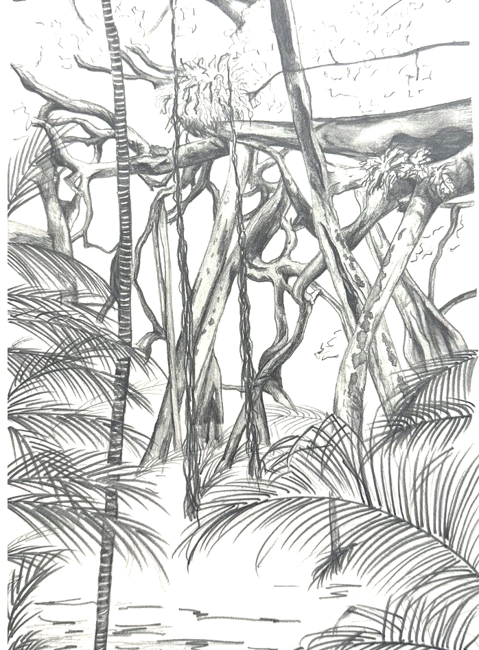 Sketch of a jungle scene with tangled tree banyan tree branches and large leafy palm tree plants.