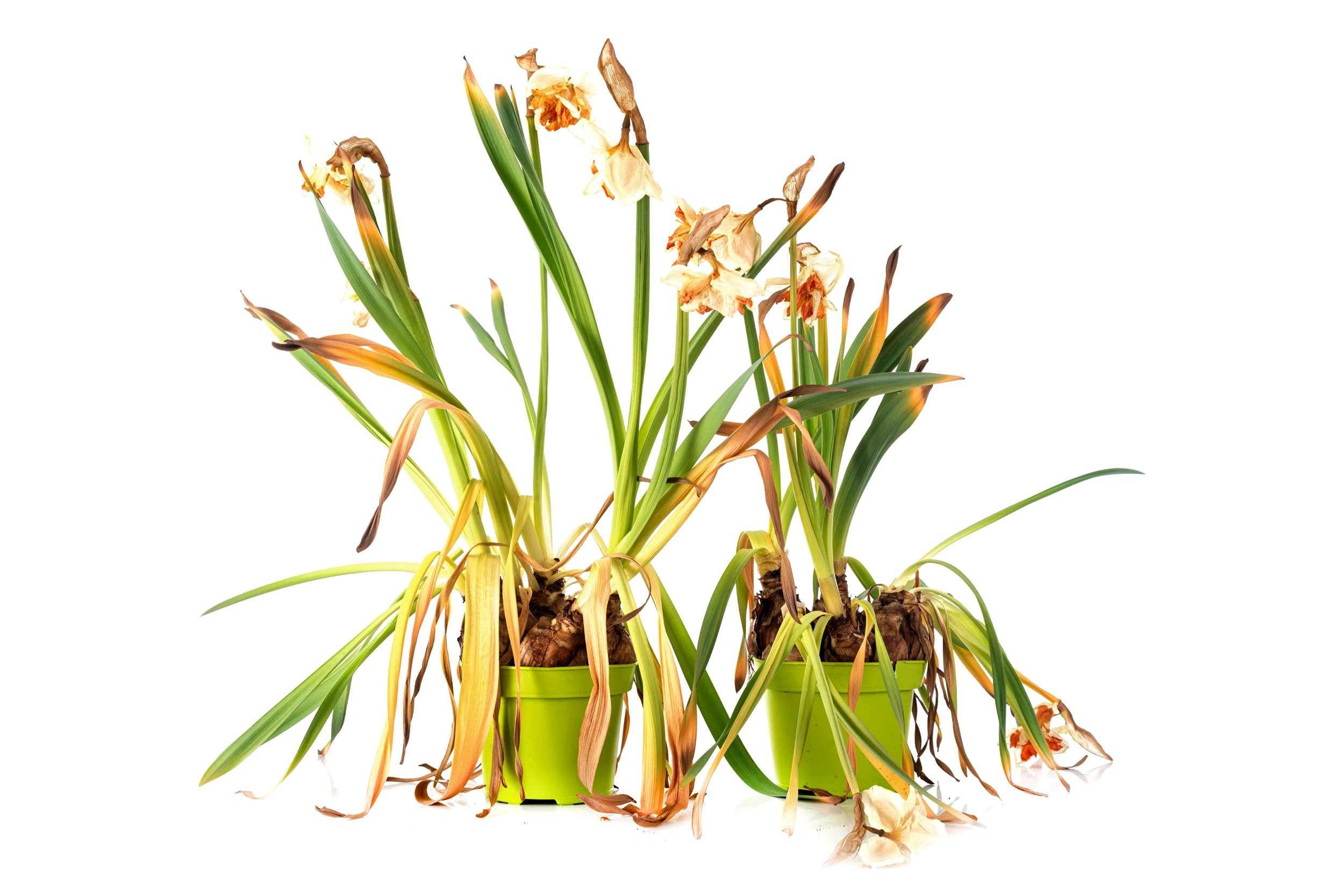 Unlocking the mystery of plants that drain wealth! Don’t miss out on these Feng Shui keys!