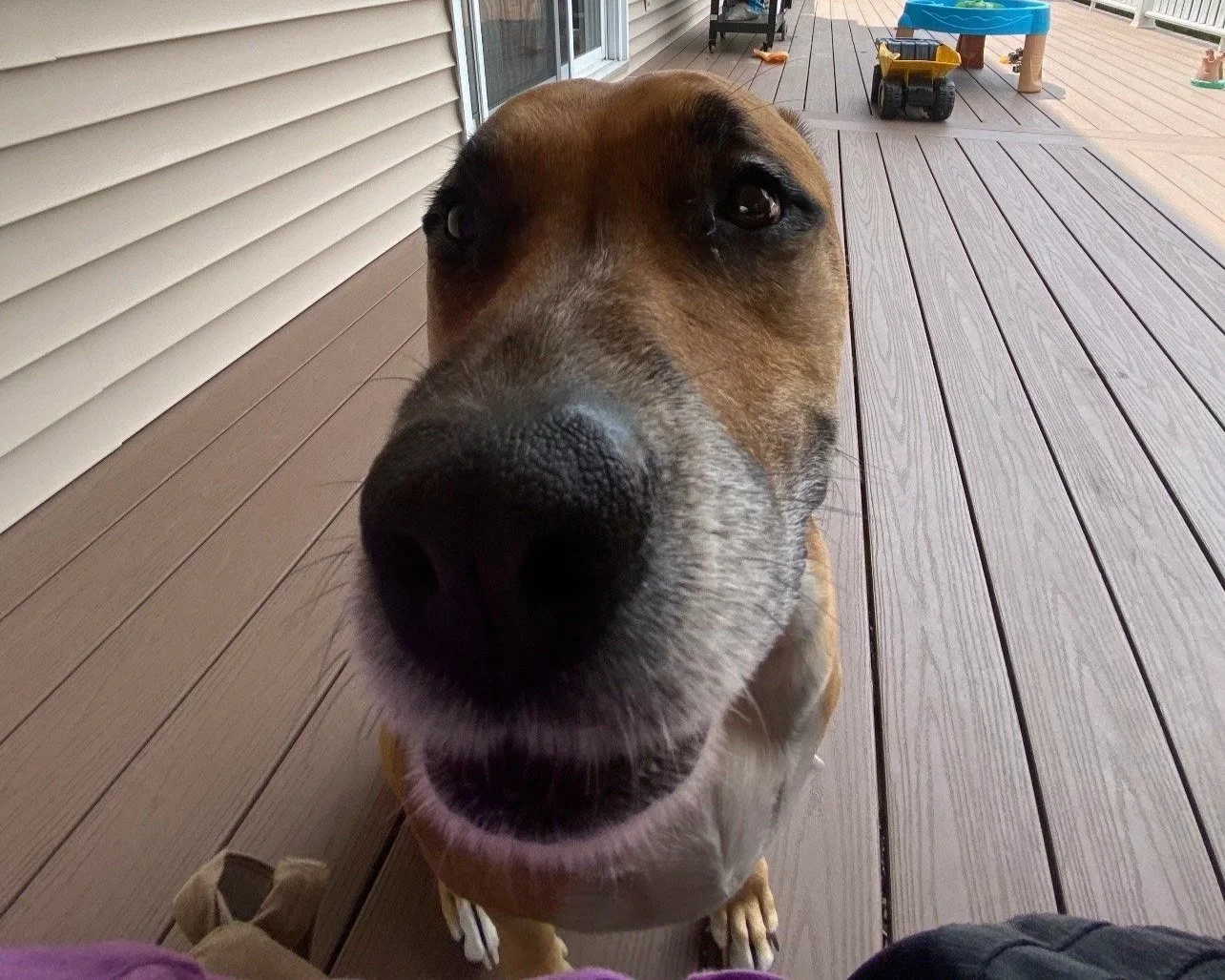 Close-up of a friendly brown and white dog with a black nose, looking directly at the camera on a wooden deck.