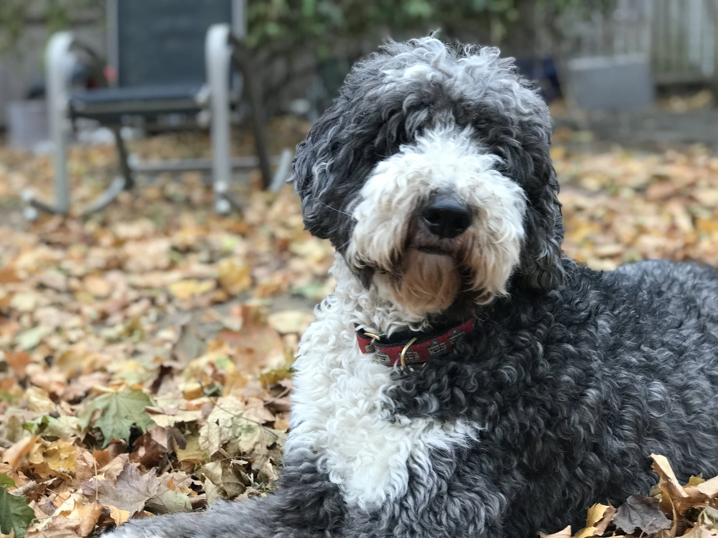 A black and white curly-haired dog with a red collar sitting on autumn leaves in a backyard with a black chair and a wooden fence in the background.