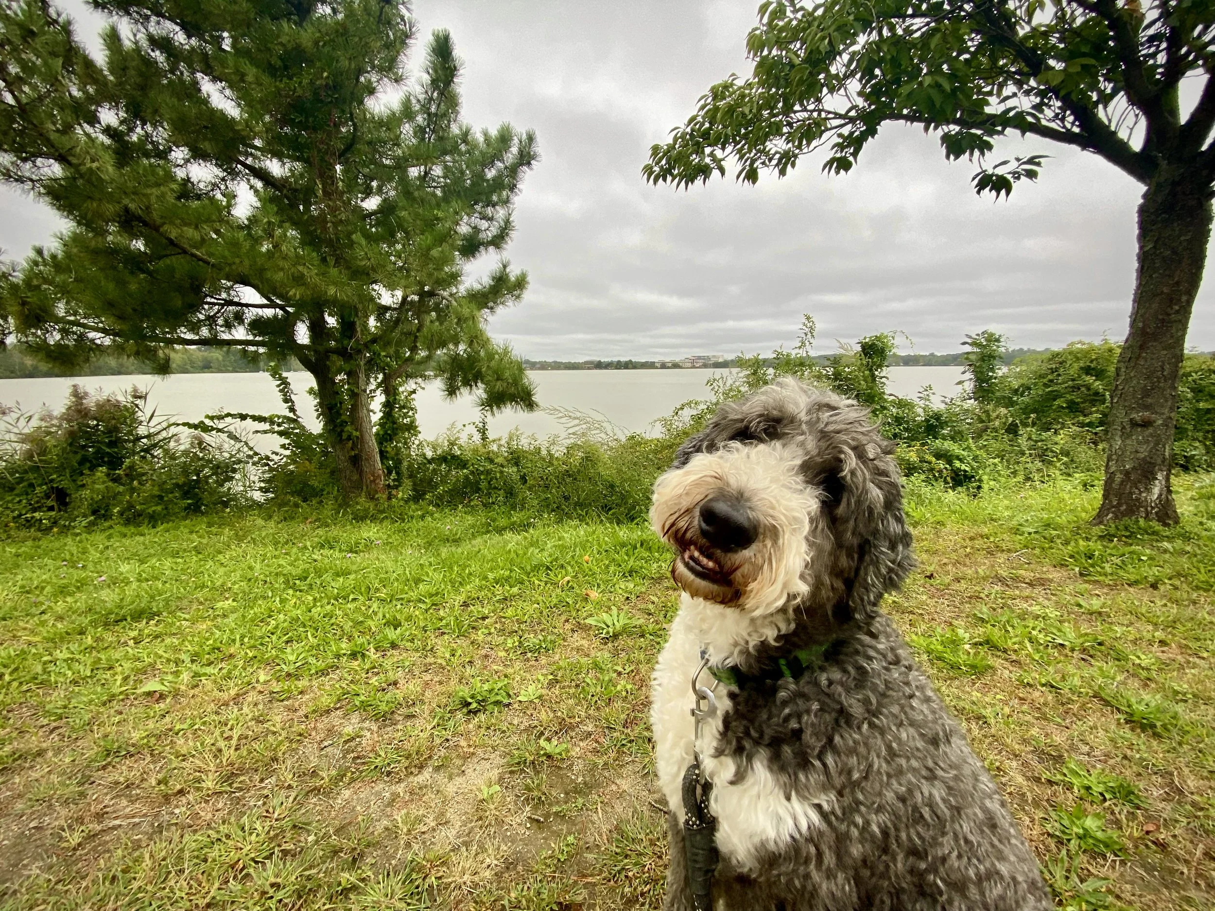 A fluffy gray and white dog sitting on grass near a lakeside with trees and overcast sky in the background.