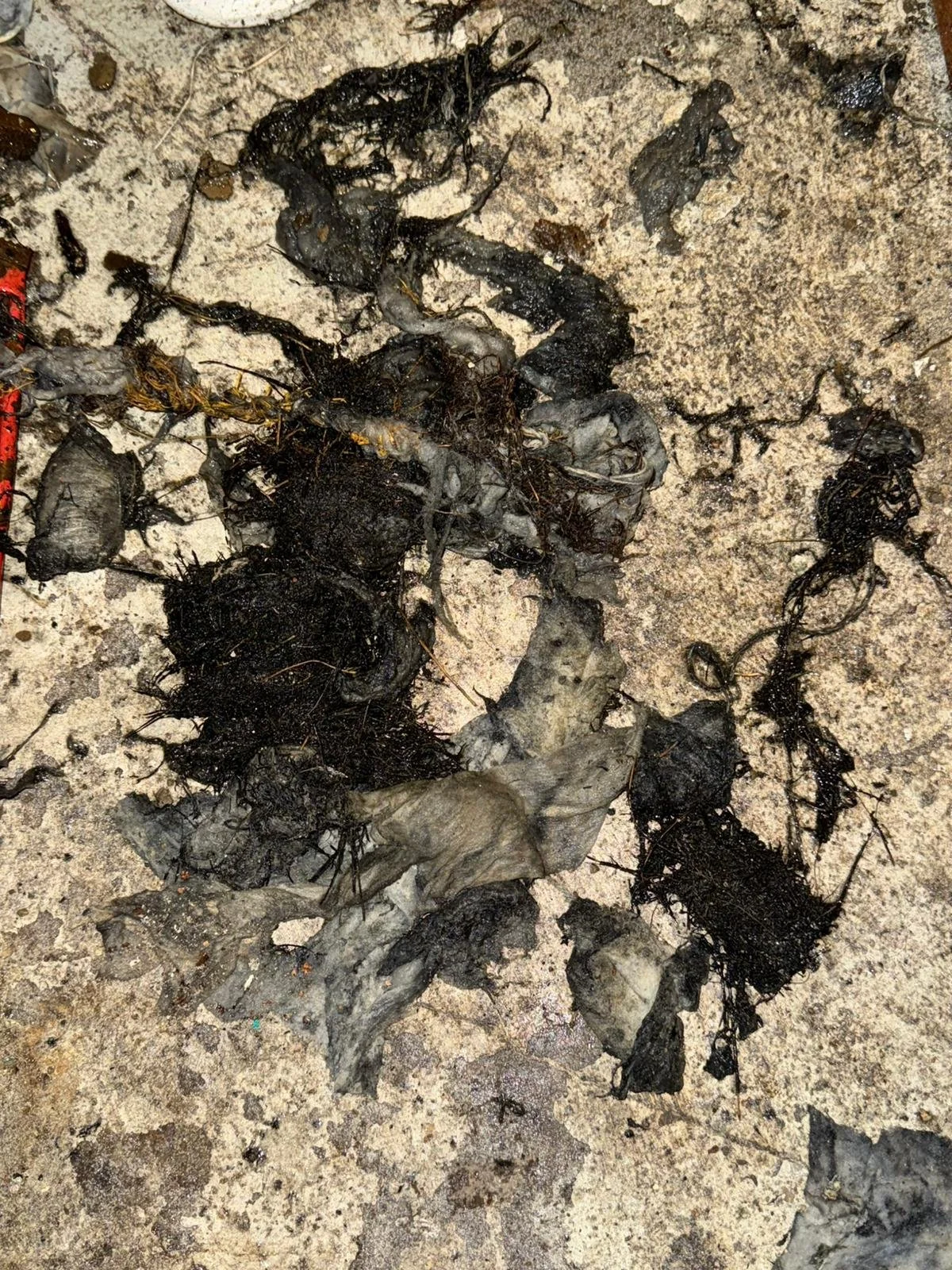 Tree roots with toilet paper pulled from main sewer line.