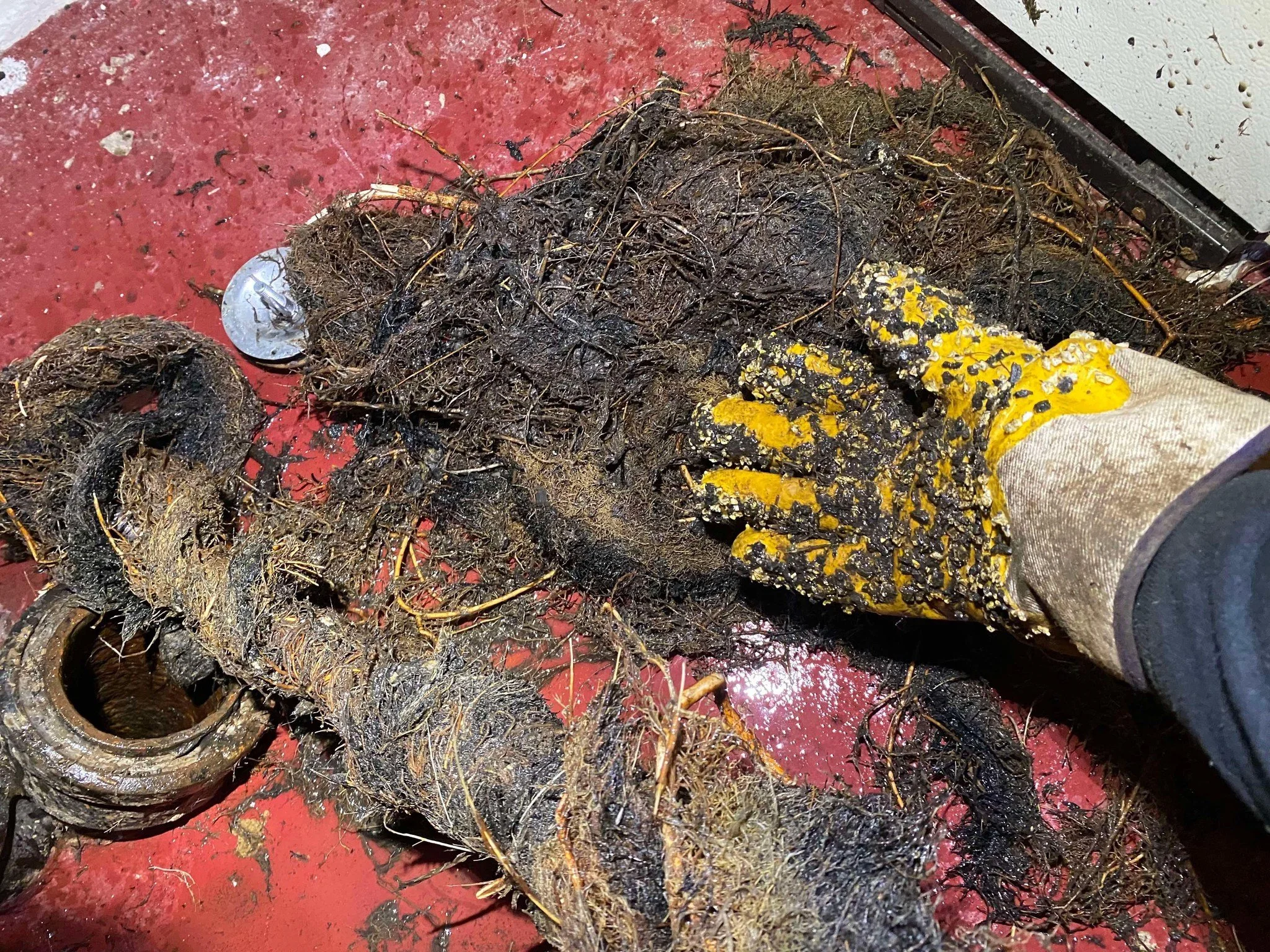 Clogged drain with roots and debris being removed, a gloved hand visible.