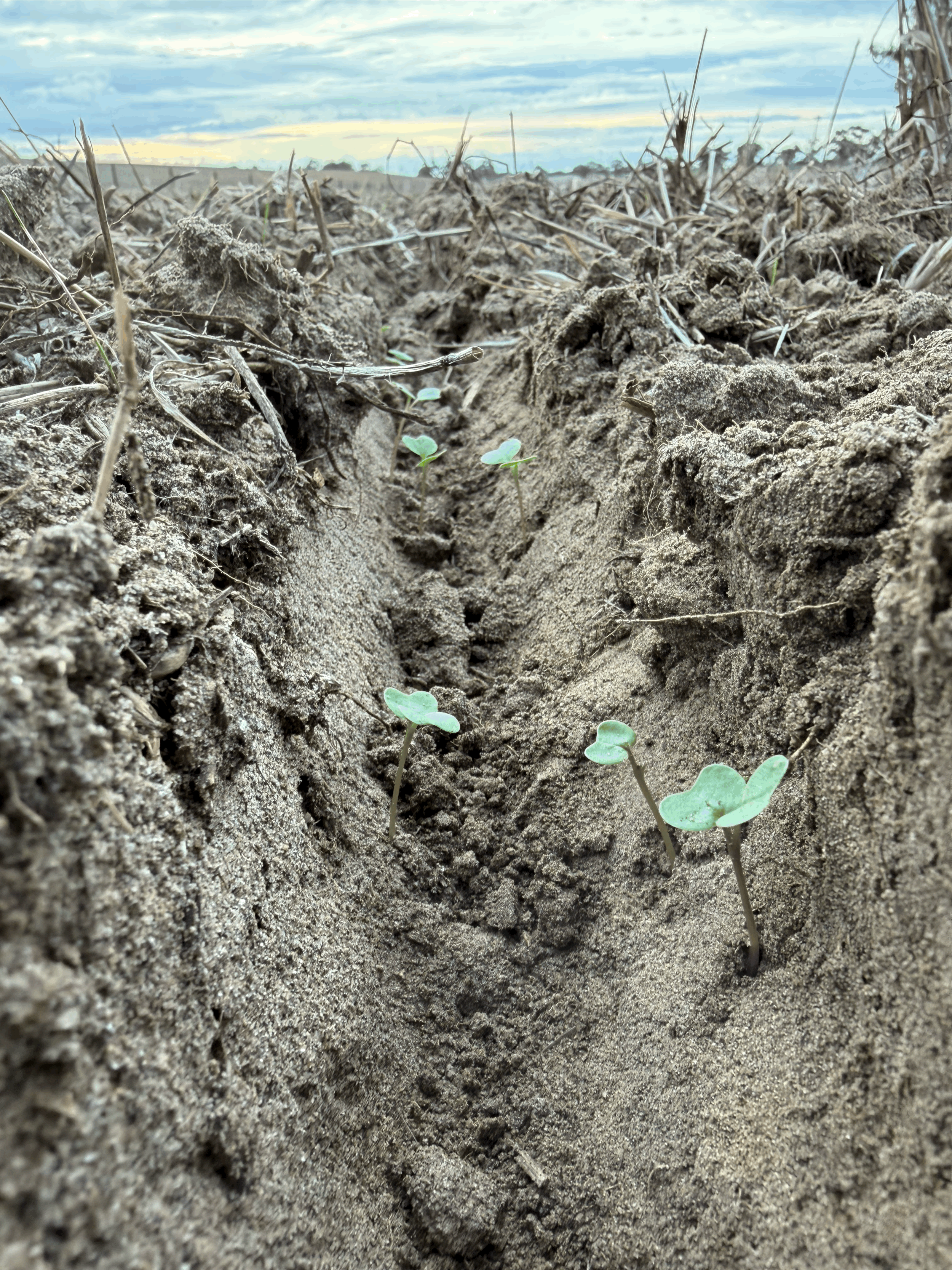 Does Your Nitrogen Program Still Stack Up at $1,400 a Tonne?