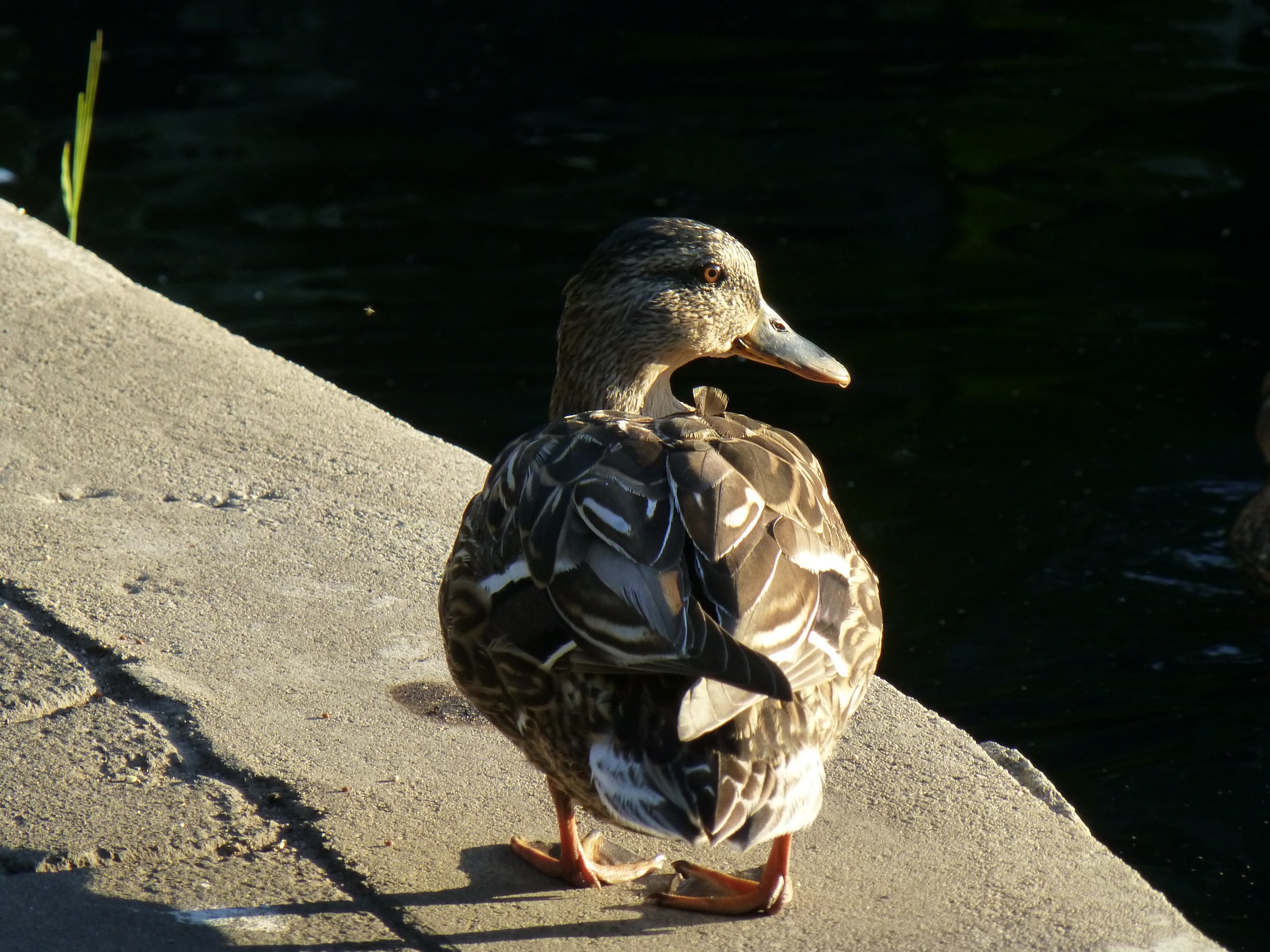 P1080237.JPG