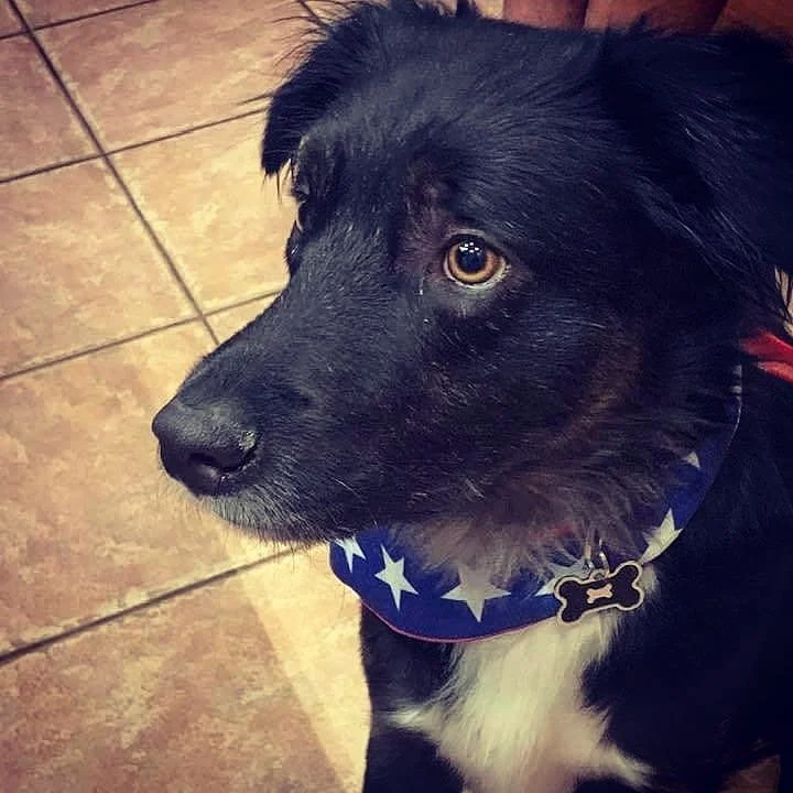 Close-up of a black dog with brown eyes, wearing a bandana with stars and a bone-shaped tag on its collar, sitting on a tiled floor.