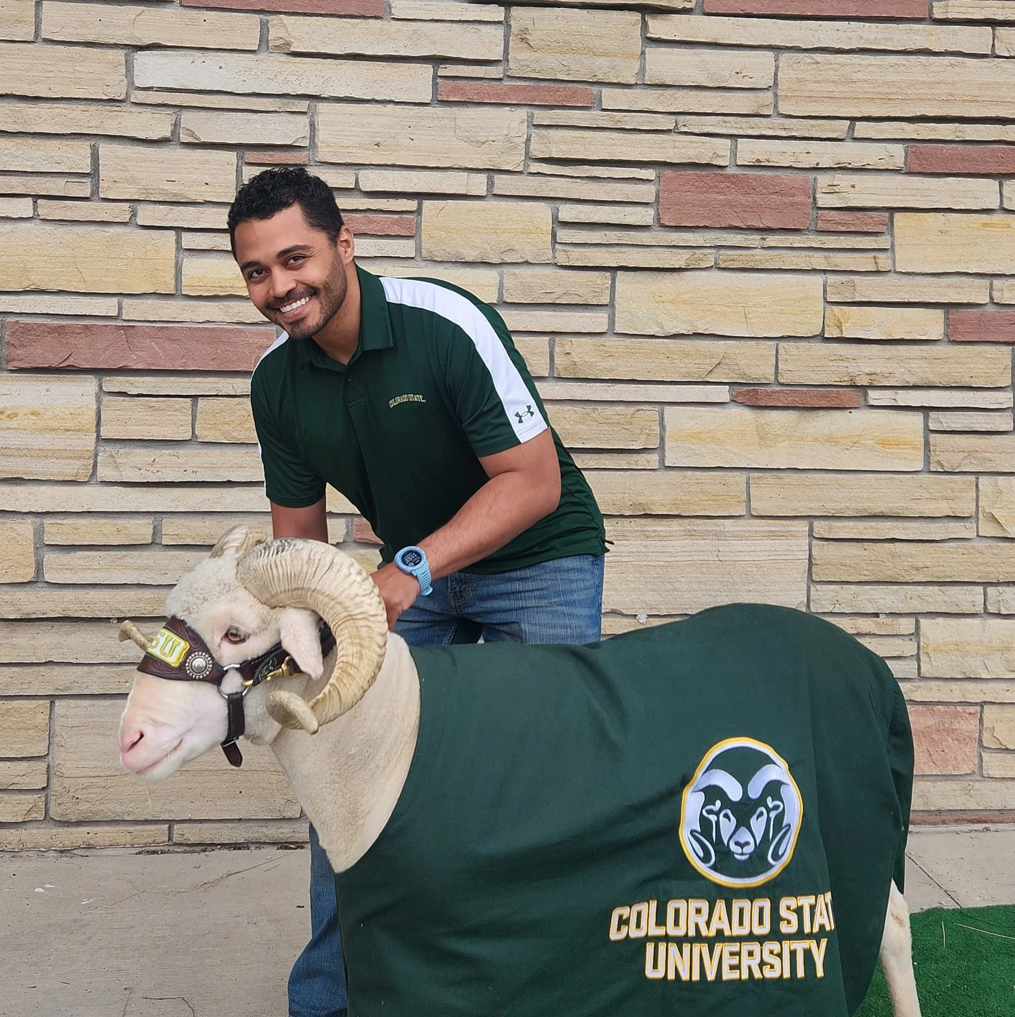 A man in a green Colorado State University shirt stands behind a sheep with large curved horns, who is wearing a green fleece with the university's logo.