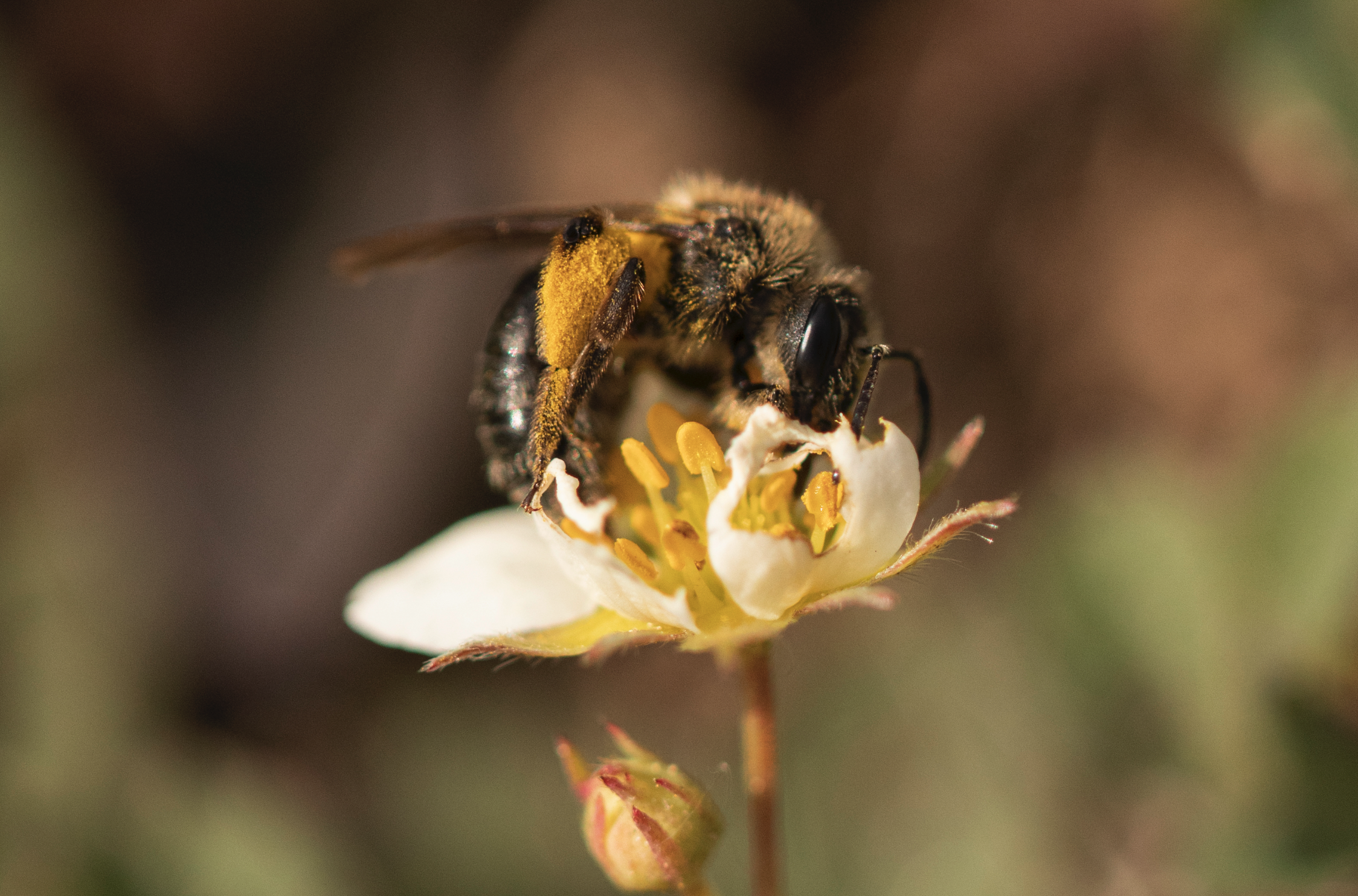 An extremely close up photo of a bee on a white flower
